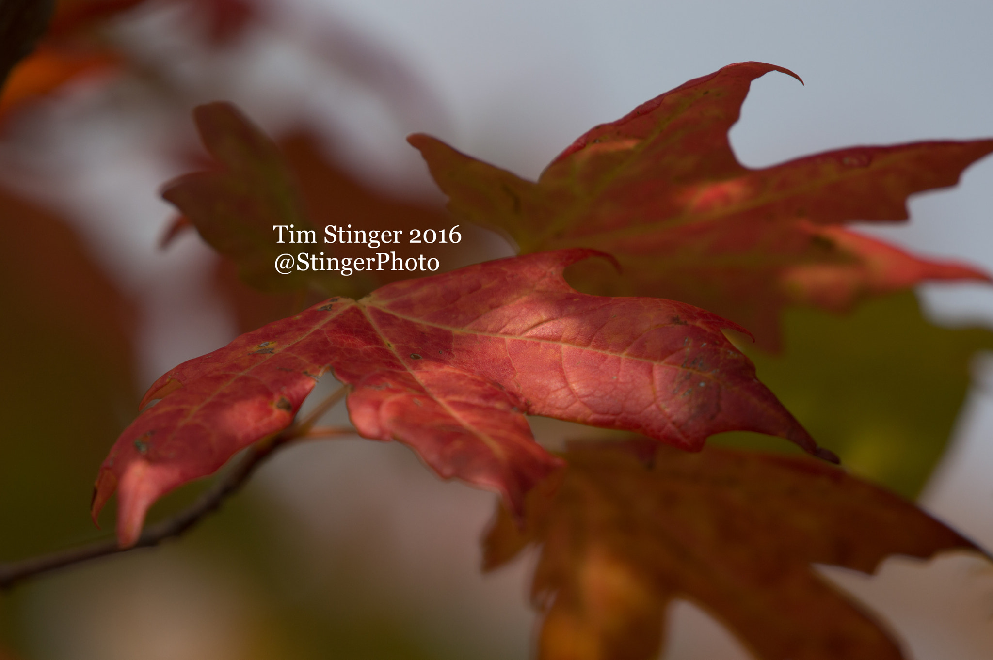 Nikon AF-S Nikkor 200-500mm F5.6E ED VR sample photo. Fall's delight (4) photography