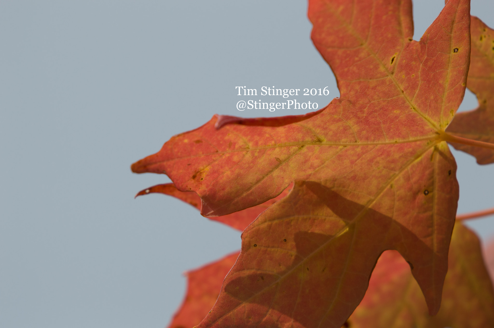 Nikon D3200 sample photo. Fall's delight (5) photography