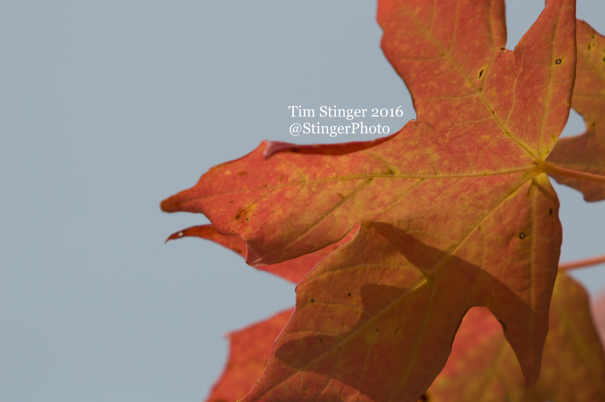 Nikon AF-S Nikkor 200-500mm F5.6E ED VR sample photo. Fall's delight (5) photography