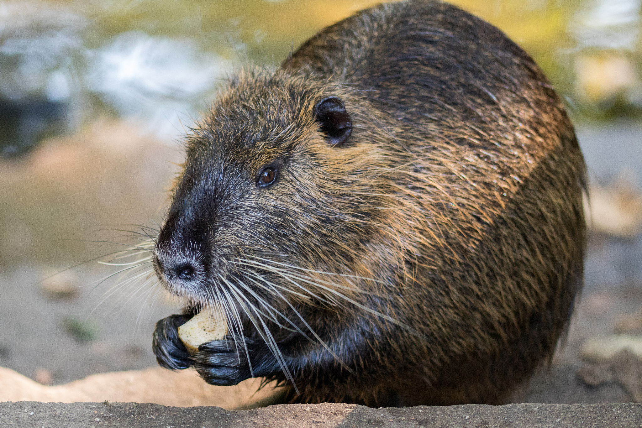 Sigma 105mm F2.8 EX DG OS HSM sample photo. City life 2 / nutria photography