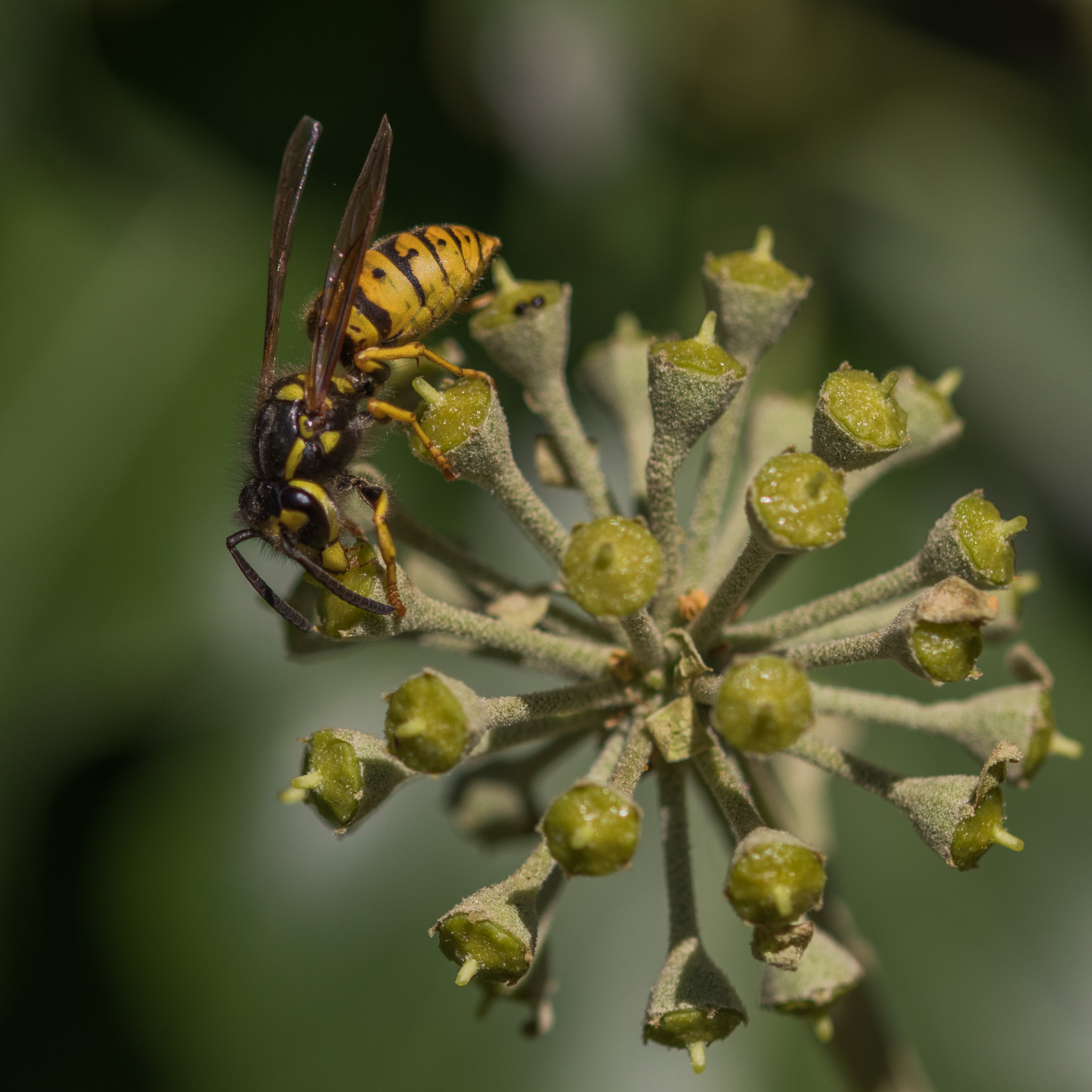 Canon EOS 80D + Sigma 105mm F2.8 EX DG OS HSM sample photo. Wasp 2 photography