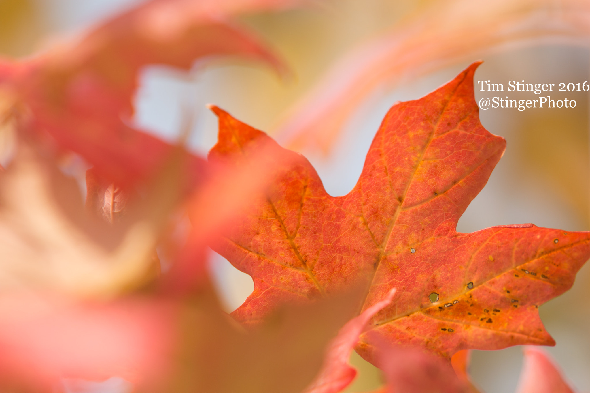 Nikon AF-S Nikkor 200-500mm F5.6E ED VR sample photo. Fall's delight (6) photography