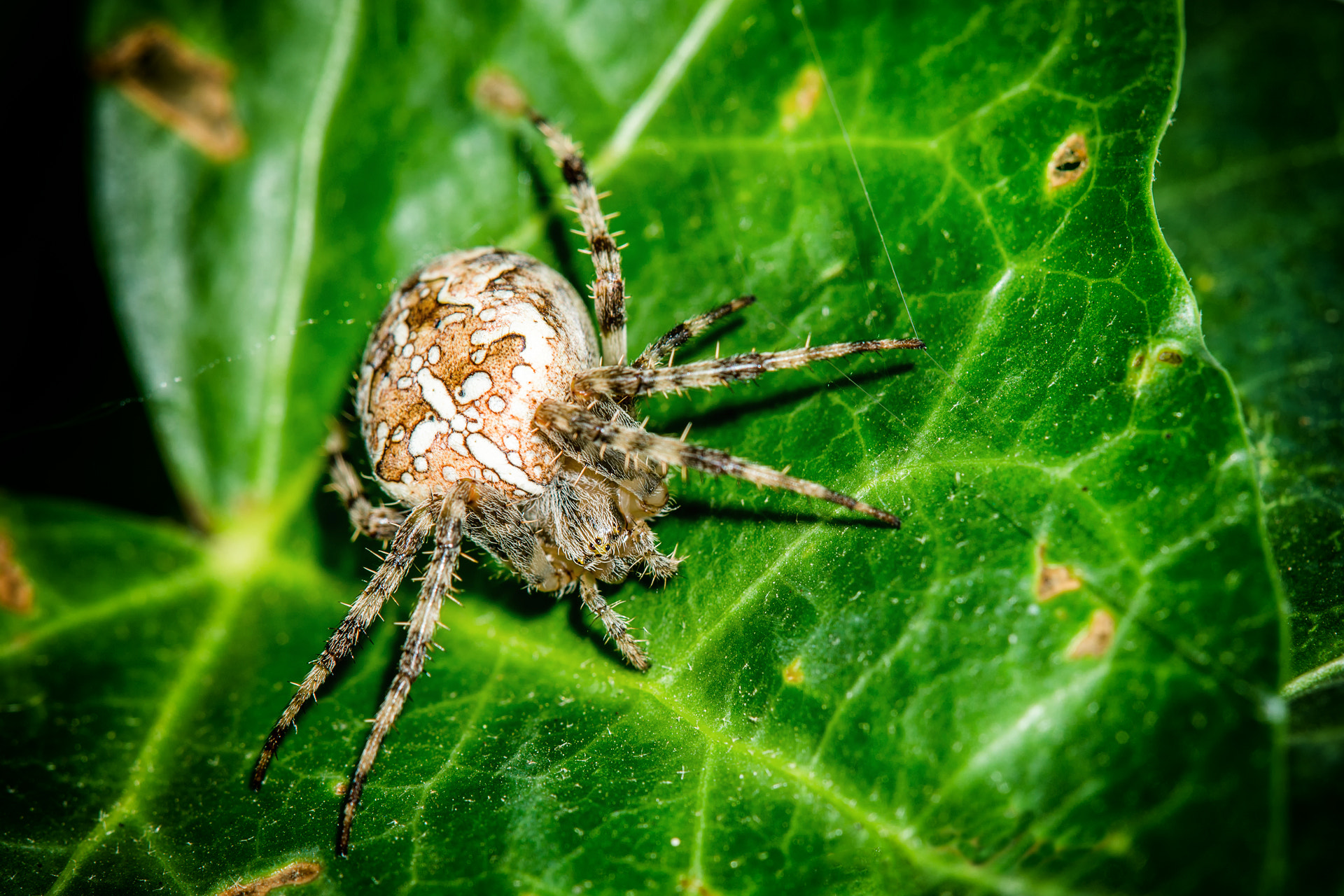 Sony SLT-A99V sample photo. Araneus diadematus photography