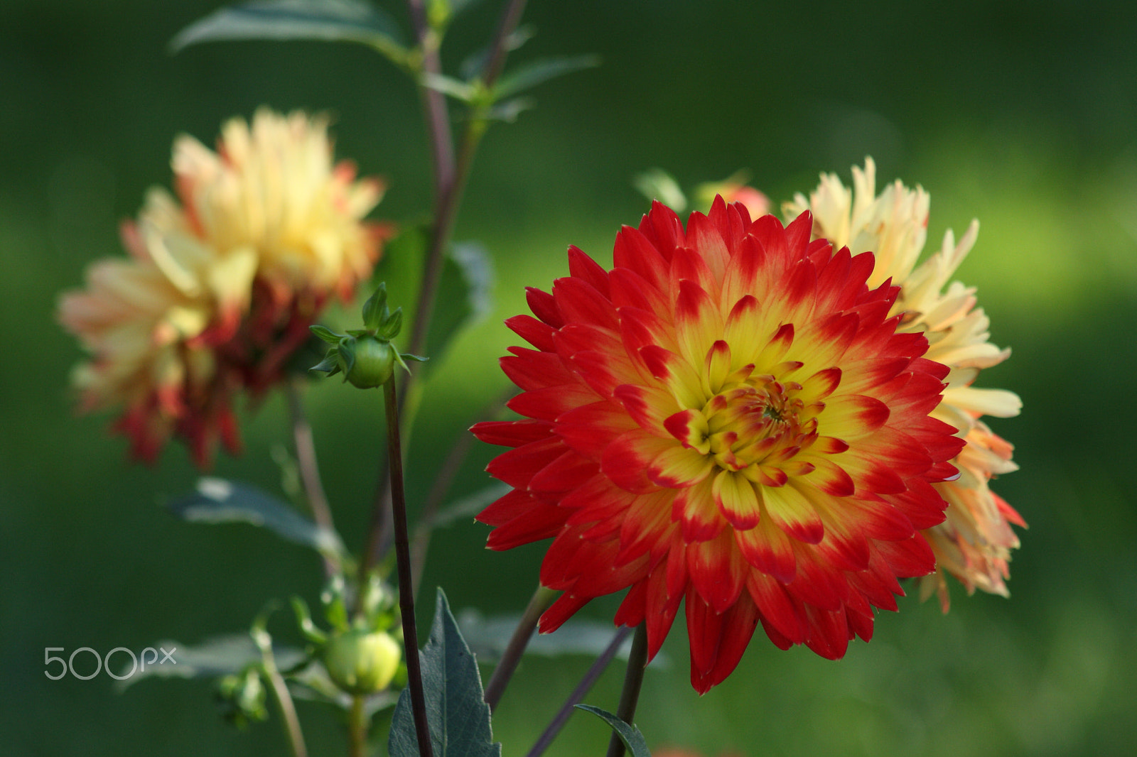 Canon EOS 40D + EF75-300mm f/4-5.6 sample photo. Flowers photography