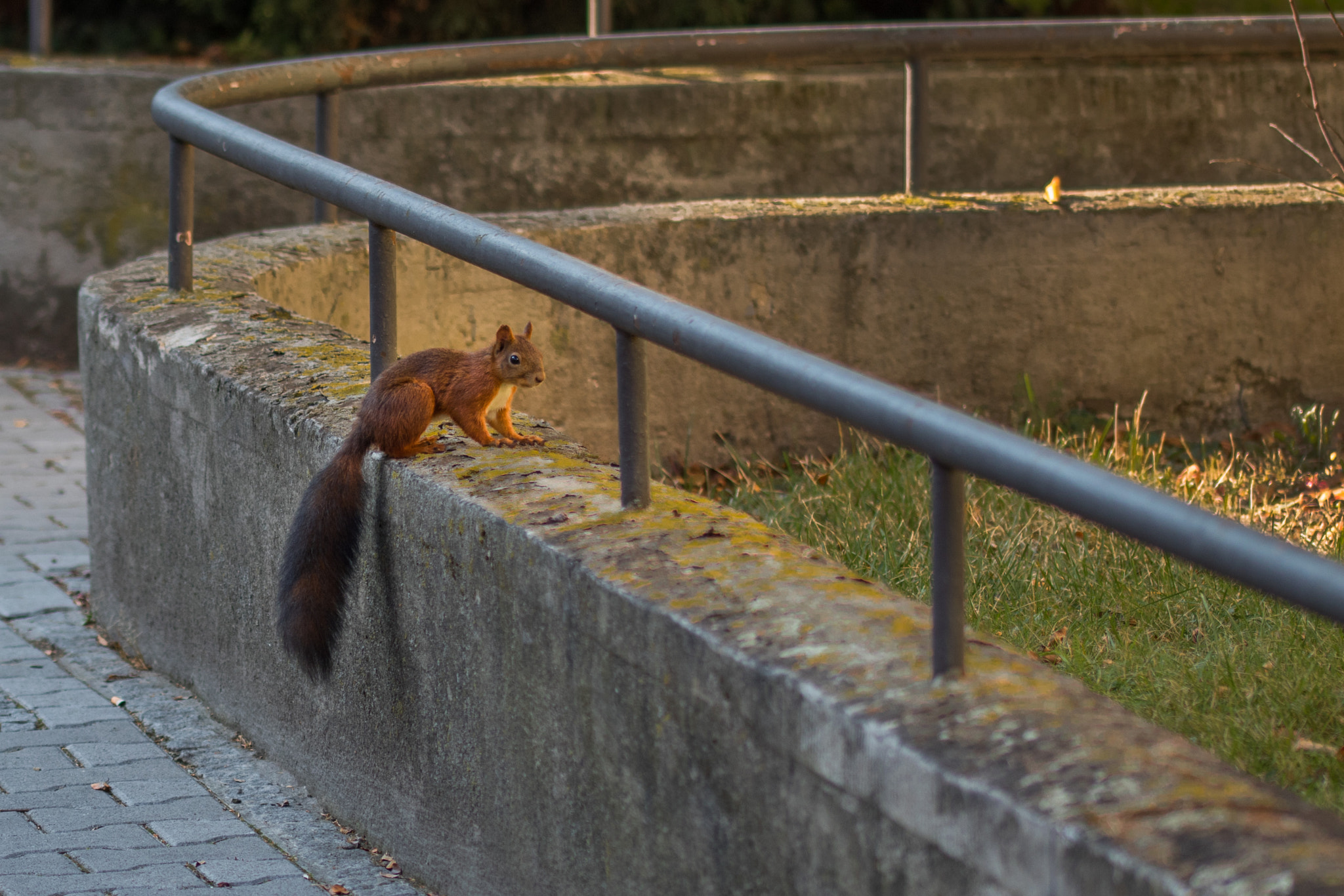 Sigma 105mm F2.8 EX DG OS HSM sample photo. City life 1 / squirrel photography
