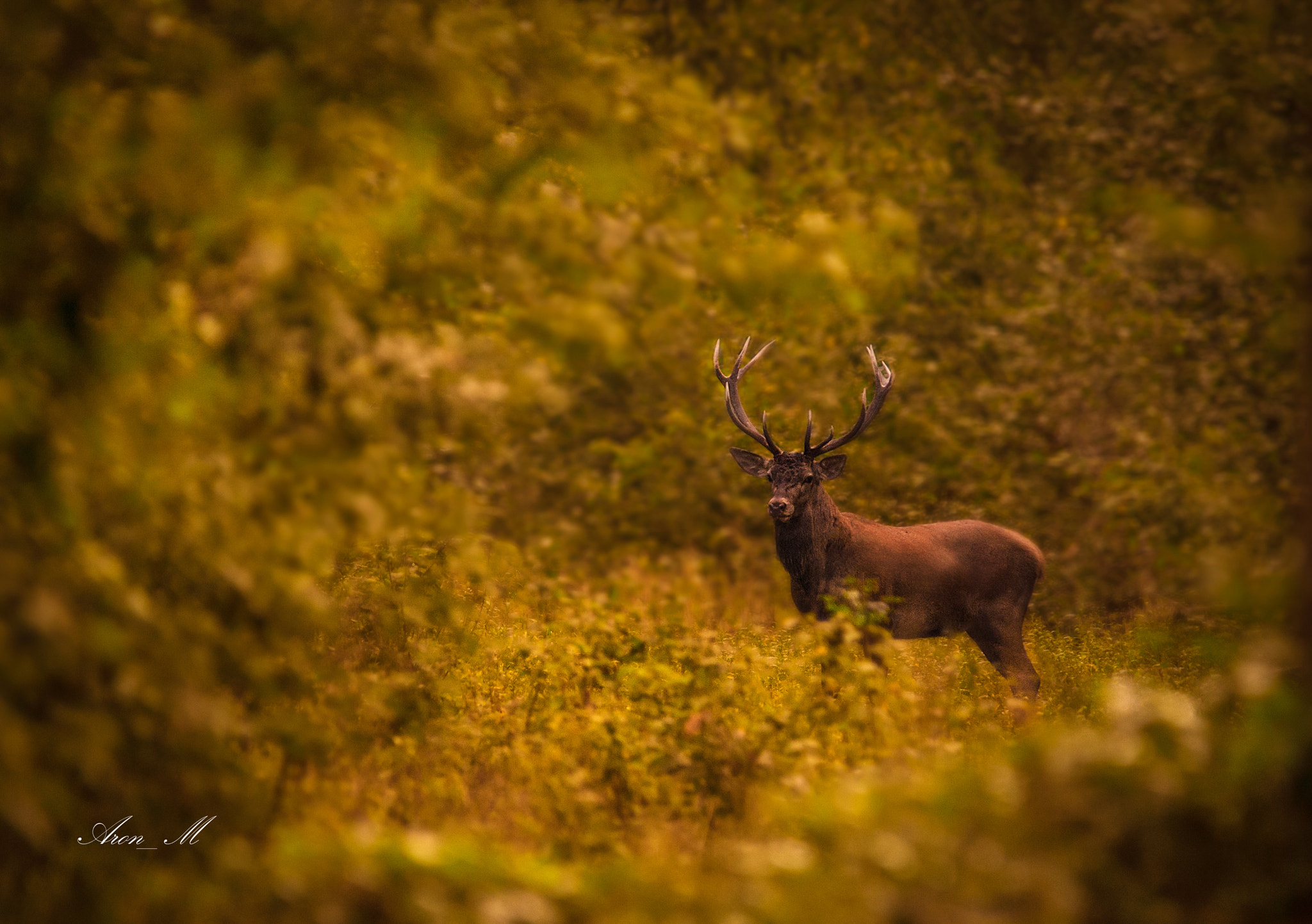 Sigma 150-500mm F5-6.3 DG OS HSM sample photo. Prince of the forest photography