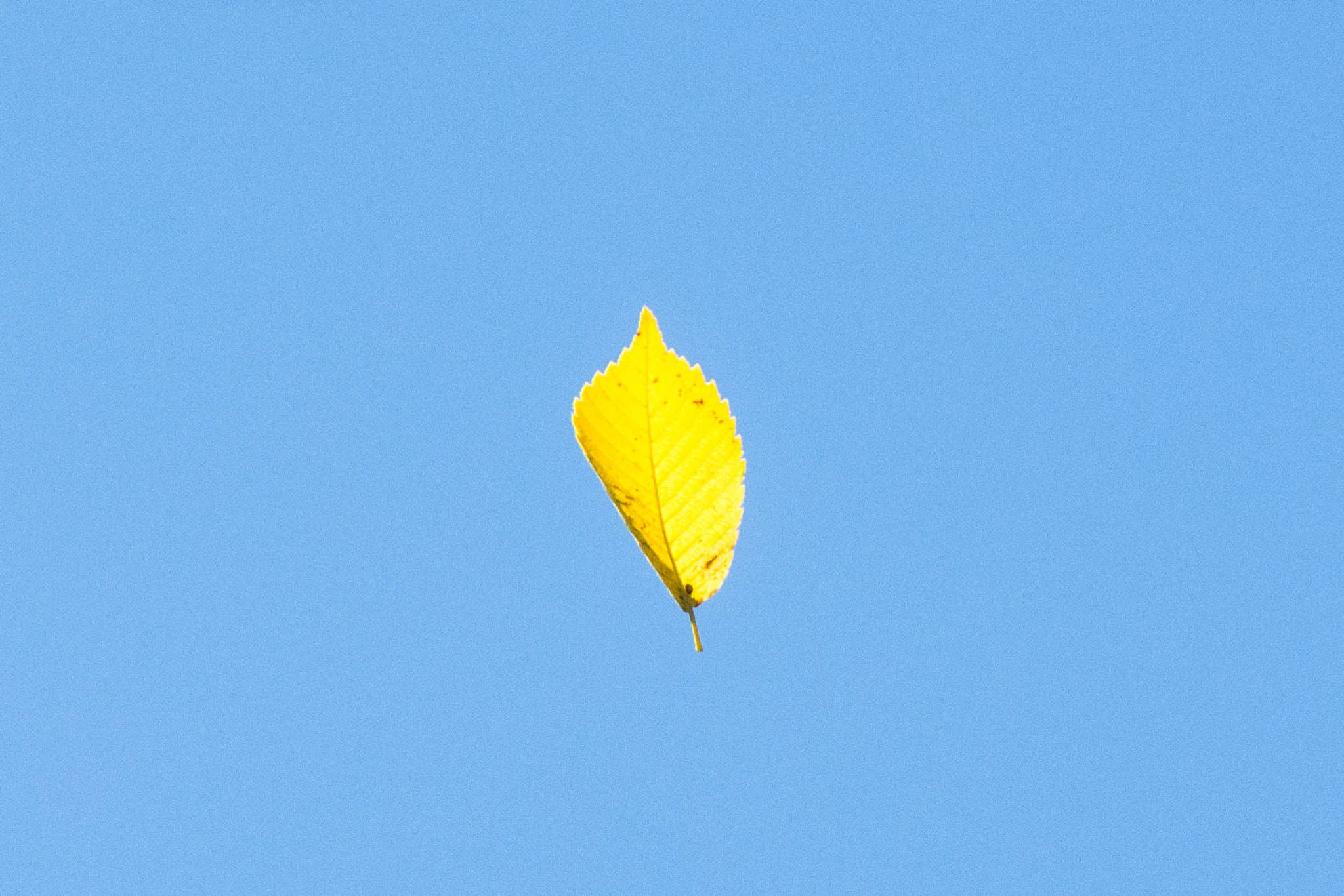 Nikon D7200 + Sigma 18-200mm F3.5-6.3 DC OS HSM sample photo. Change in the air photography