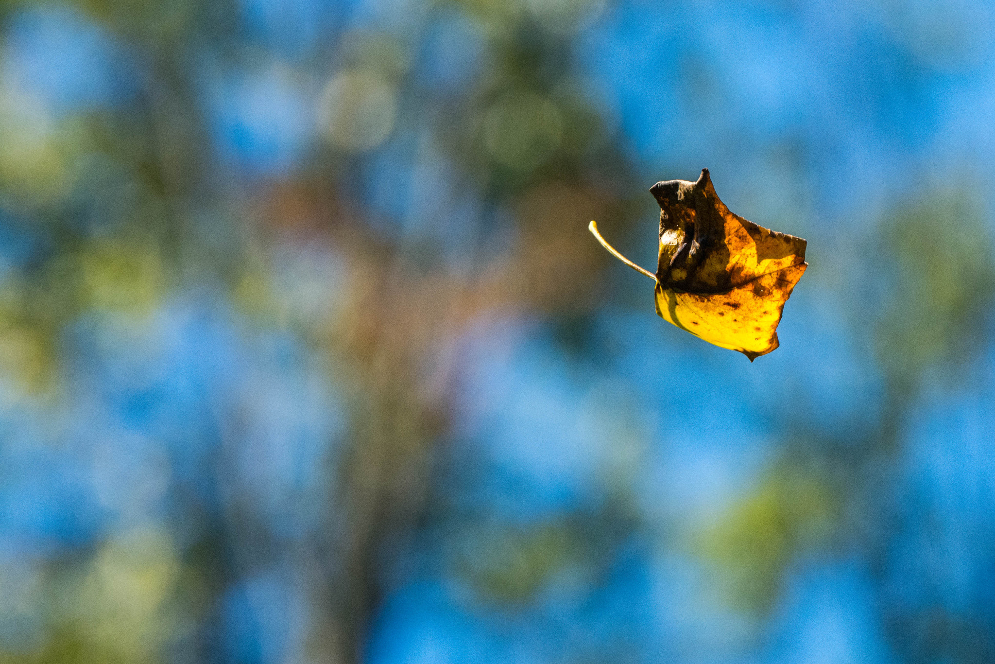 Nikon D7200 + Sigma 18-200mm F3.5-6.3 DC OS HSM sample photo. Change in the air photography