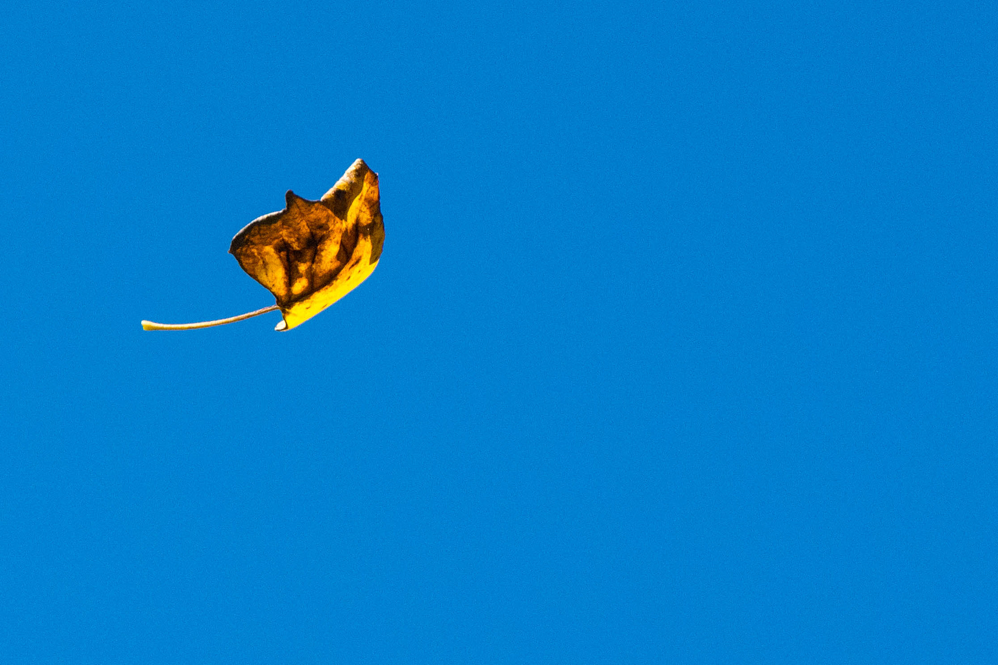 Sigma 18-200mm F3.5-6.3 DC OS HSM sample photo. Change in the air photography