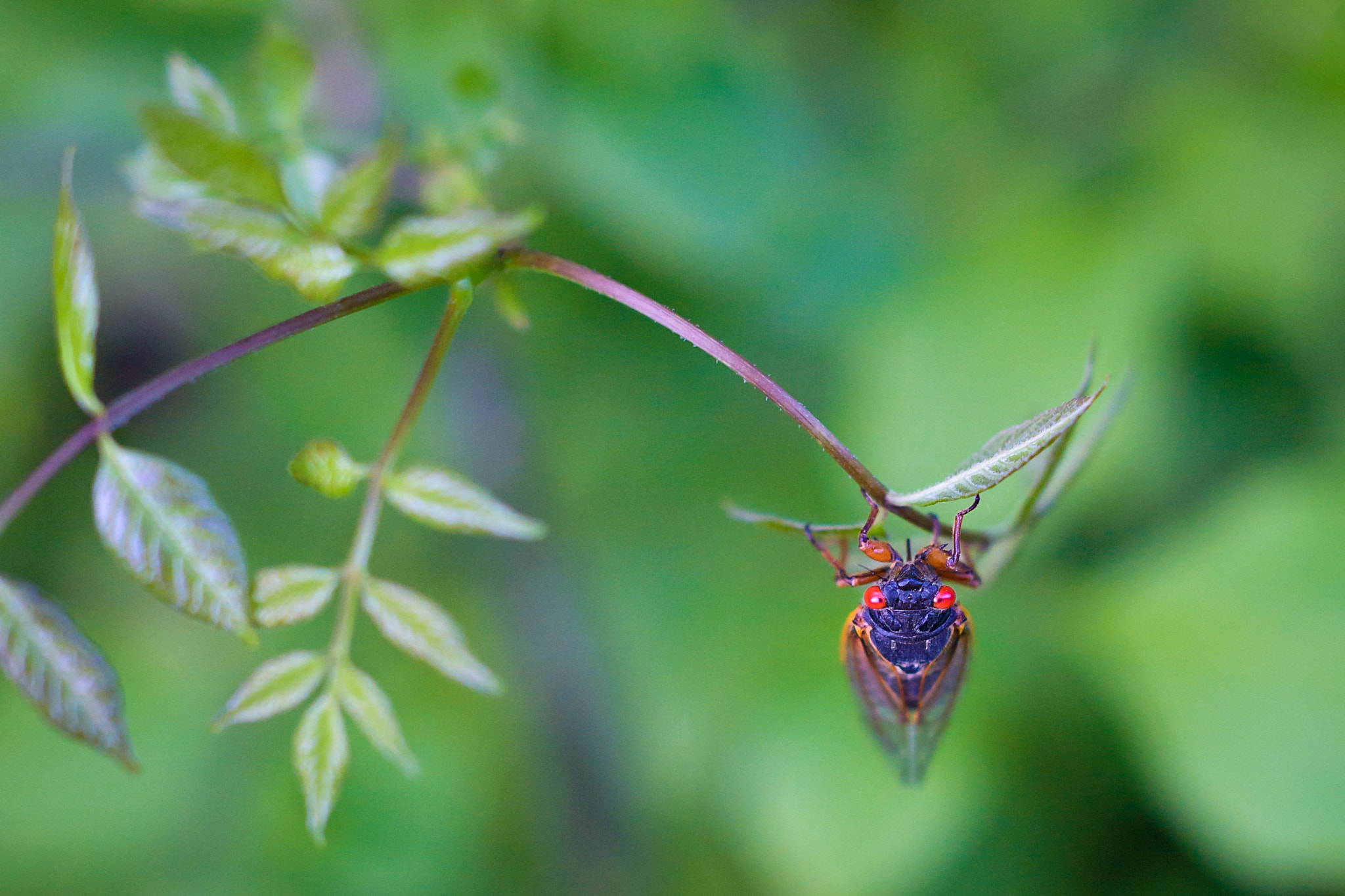 ZEISS Milvus 50mm F1.4 sample photo. Hanging in there photography