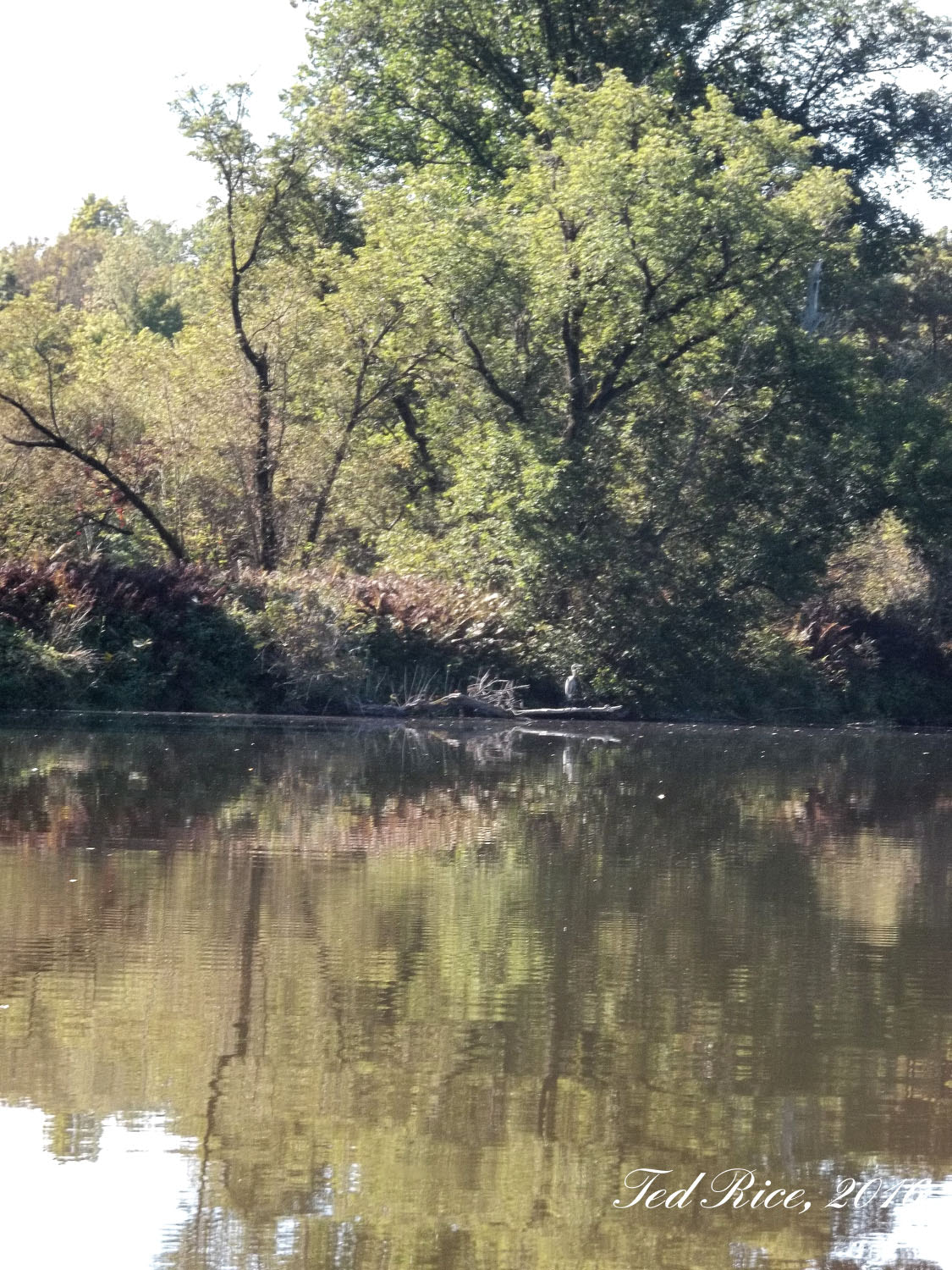 Kodak EASYSHARE C195 DIGITAL CAMERA sample photo. A heron on the bank of the hoosick river photography