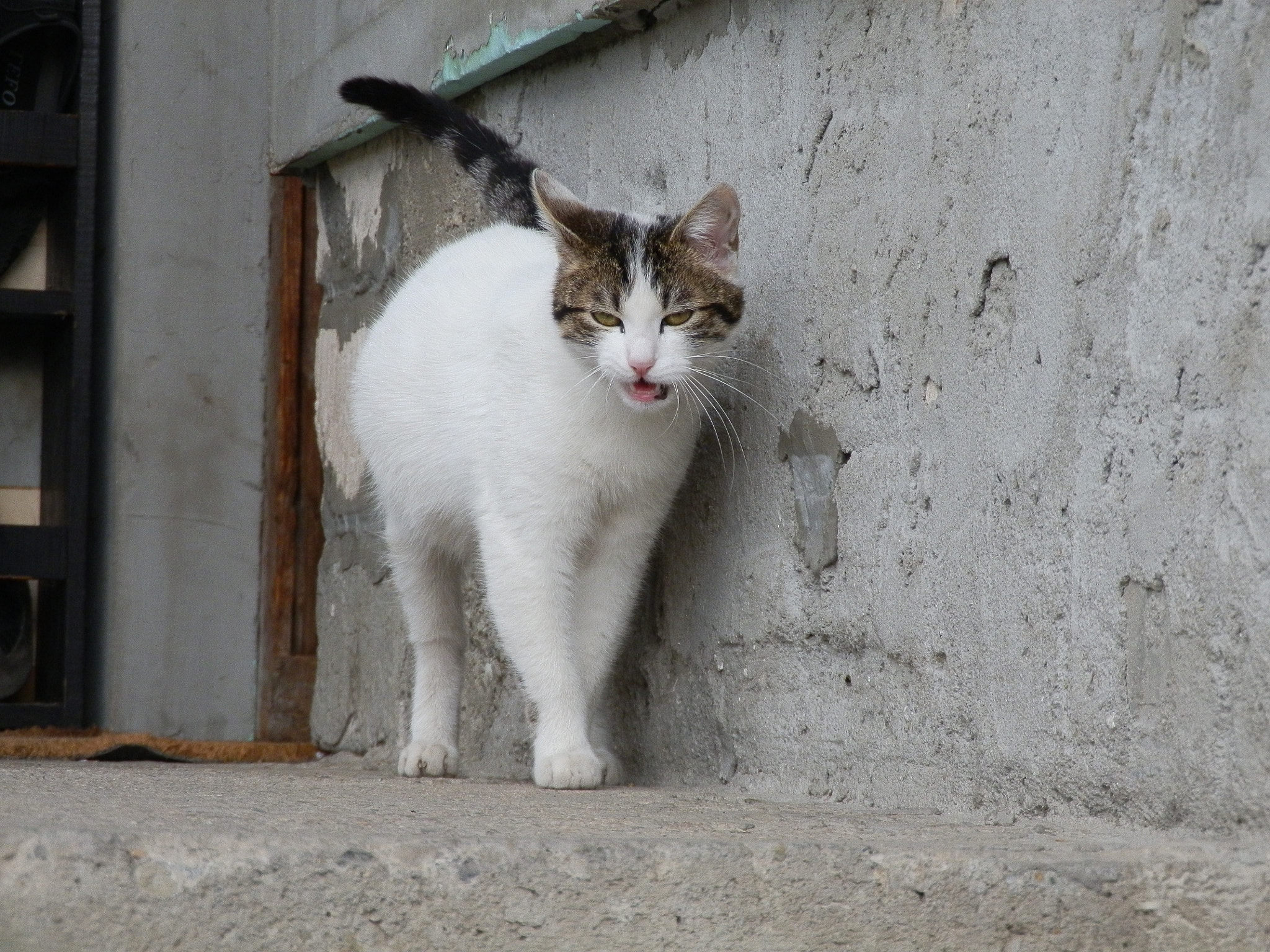 Olympus SP-610UZ sample photo. My cat photography