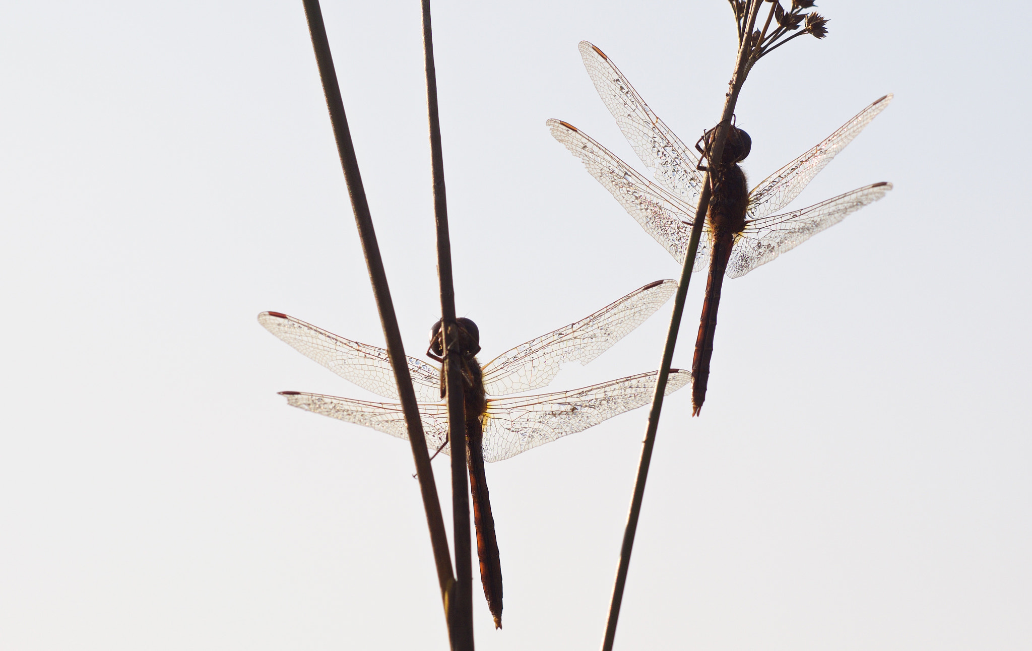 Olympus OM-D E-M1 + Sigma 150mm F2.8 EX DG Macro HSM sample photo. Dragonflies photography
