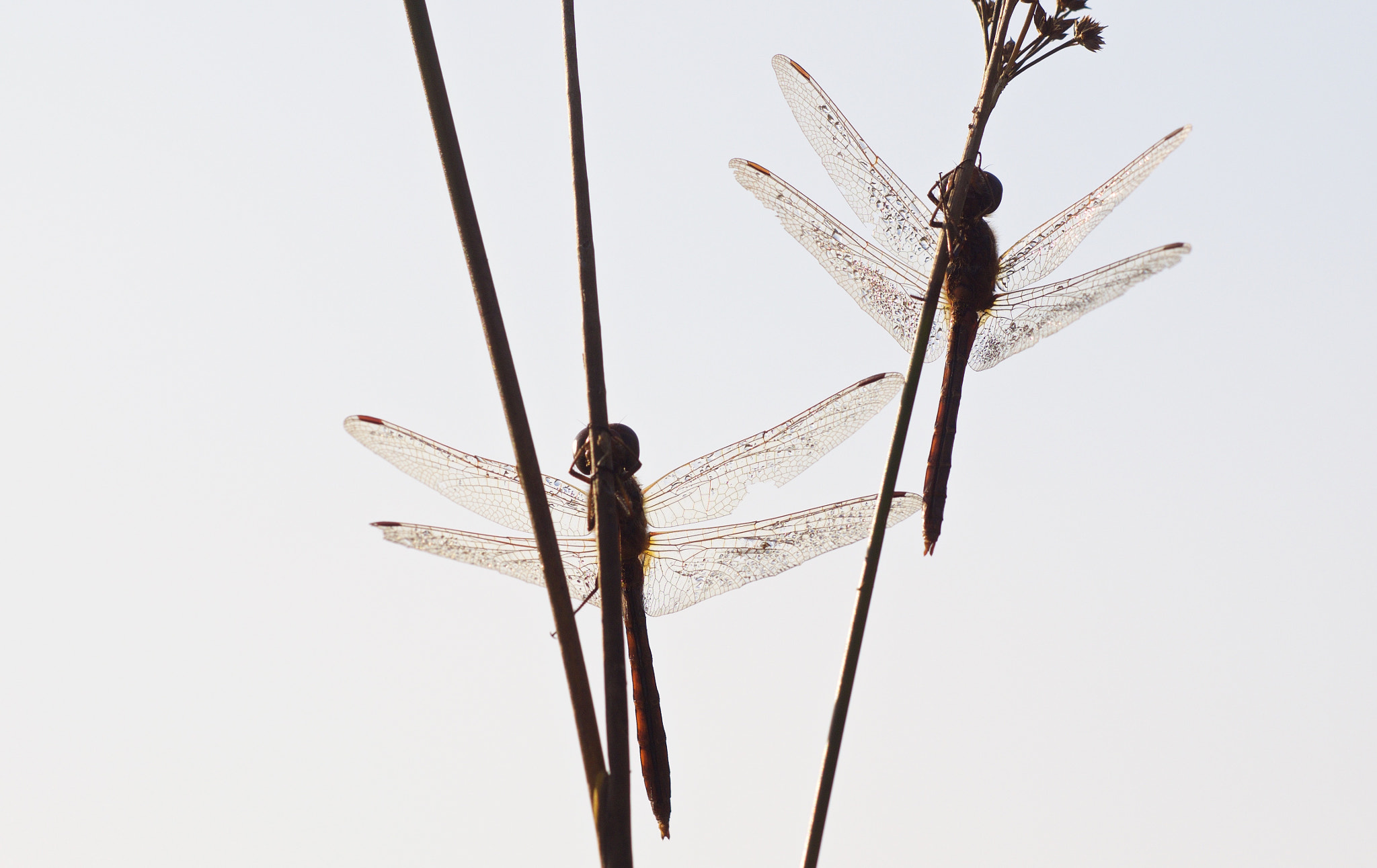 Olympus OM-D E-M1 sample photo. Dragonflies photography