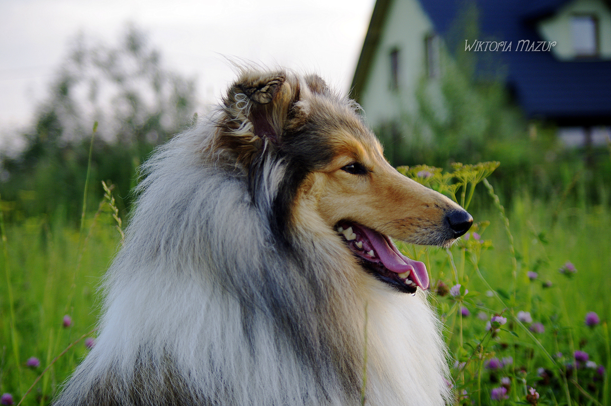 Pentax K-x sample photo. Collie photography