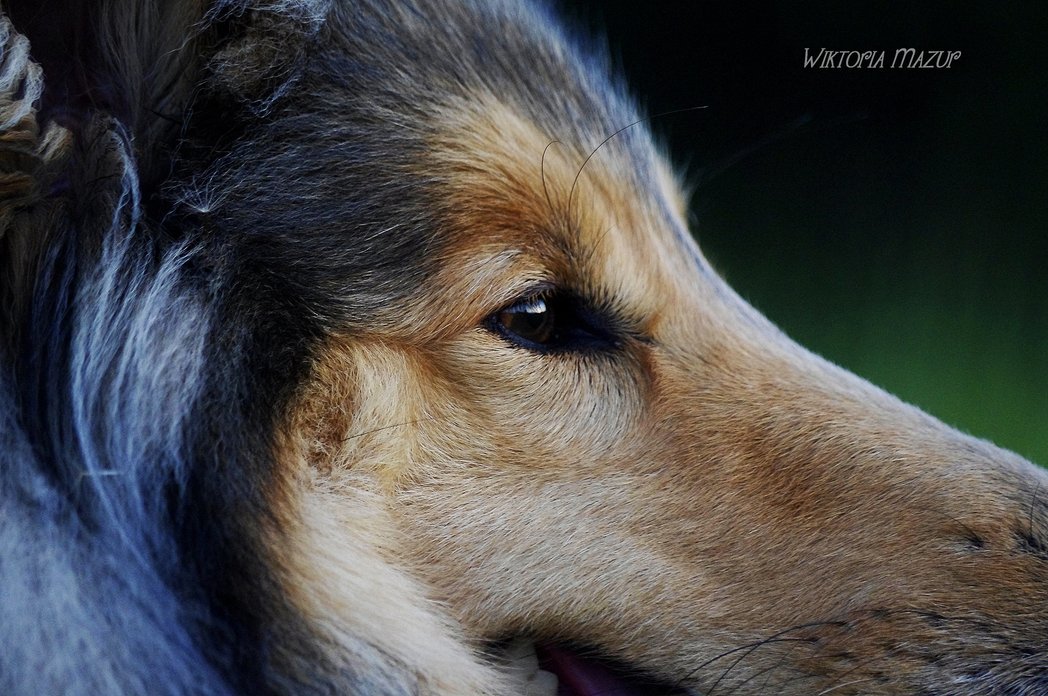 Pentax K-x sample photo. Collie photography