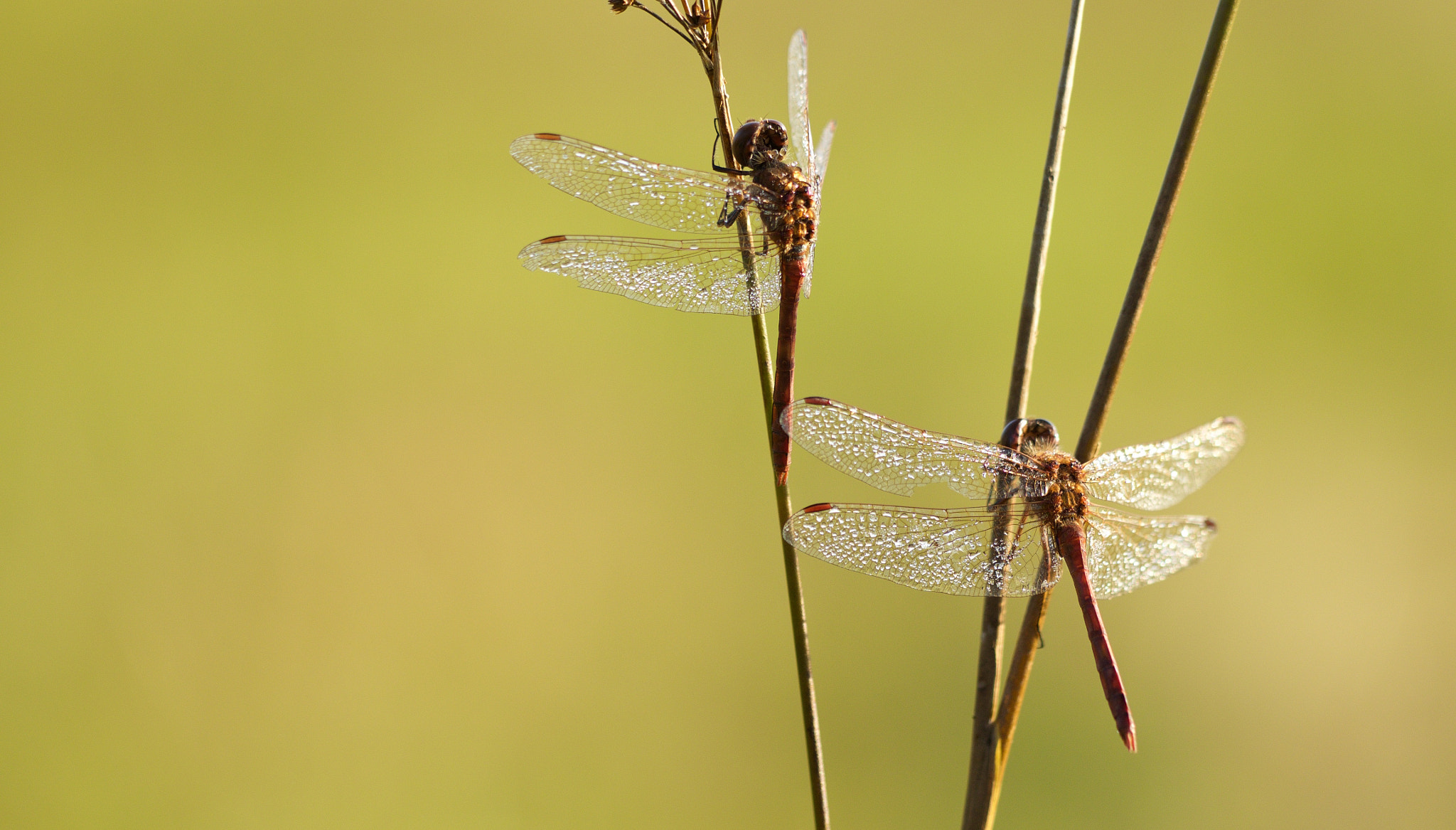 Olympus OM-D E-M1 sample photo. Dragonflies photography
