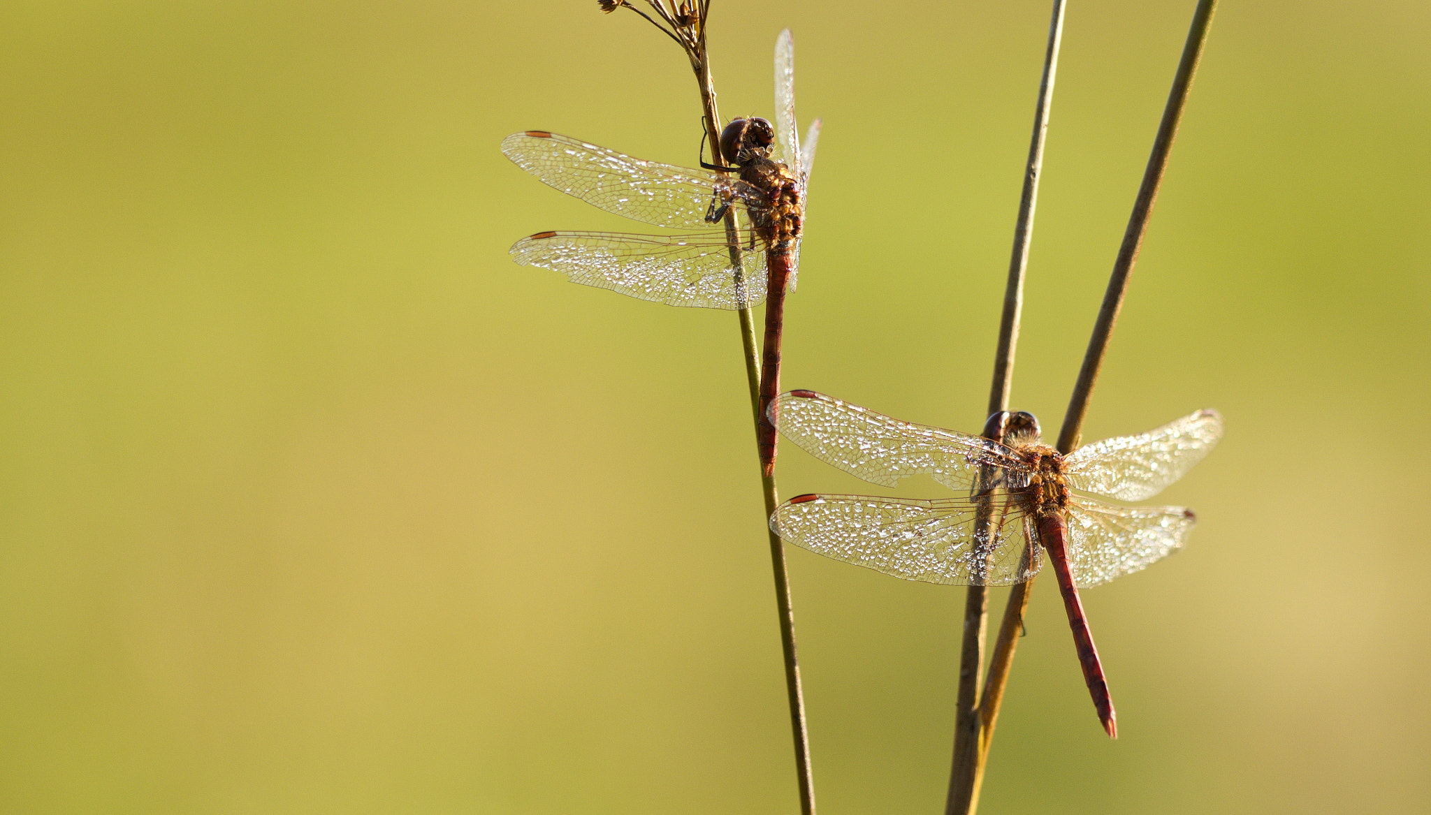 Olympus OM-D E-M1 + Sigma 150mm F2.8 EX DG Macro HSM sample photo. Dragonflies photography