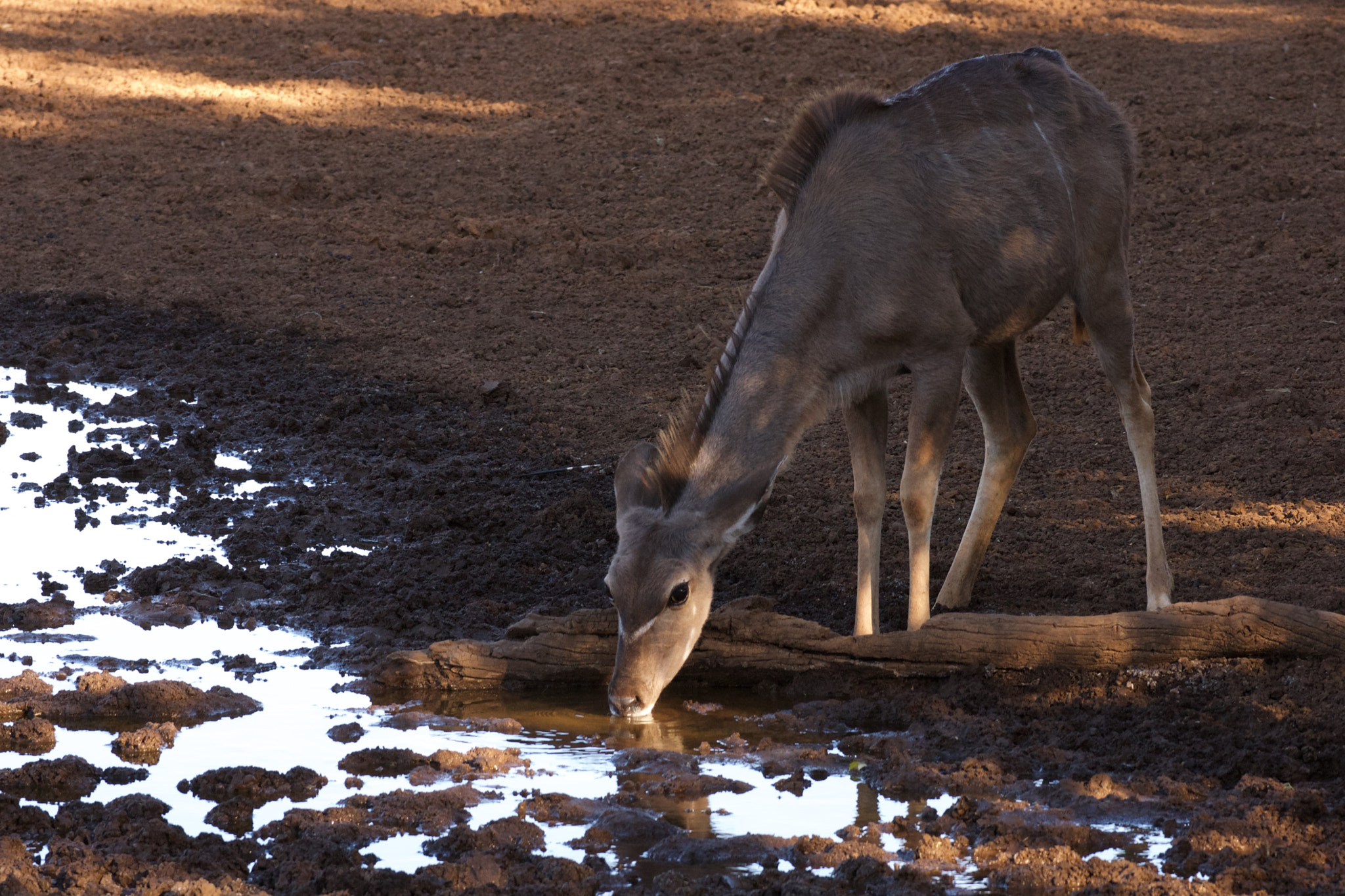 Sony Alpha DSLR-A700 + Sony 70-300mm F4.5-5.6 G SSM sample photo. Femaile kudu photography