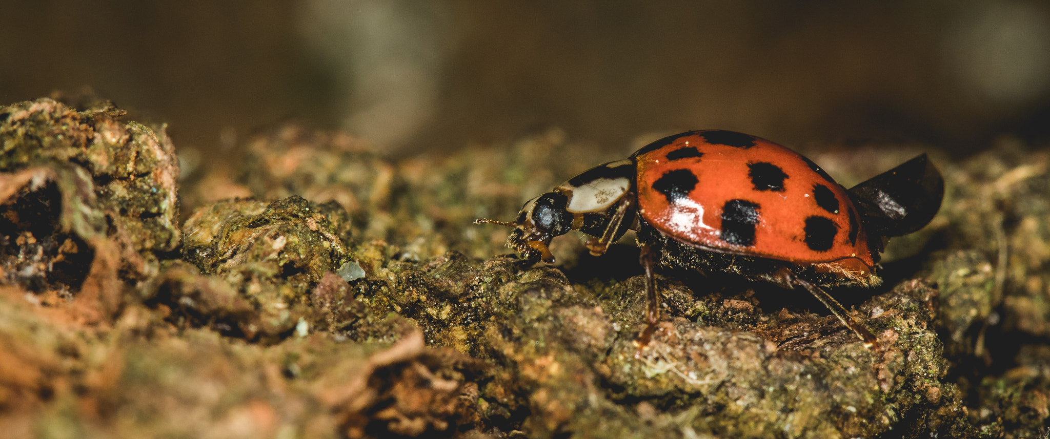 Canon EOS 5D Mark IV + Canon EF 100mm F2.8L Macro IS USM sample photo. A munching ladybird photography