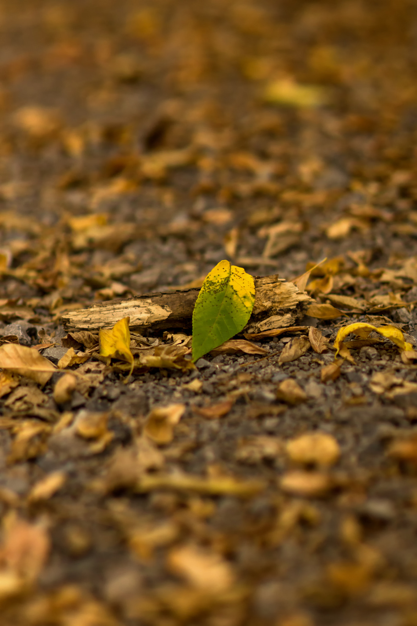 Sony Planar T* 85mm F1.4 ZA sample photo. Fall photography