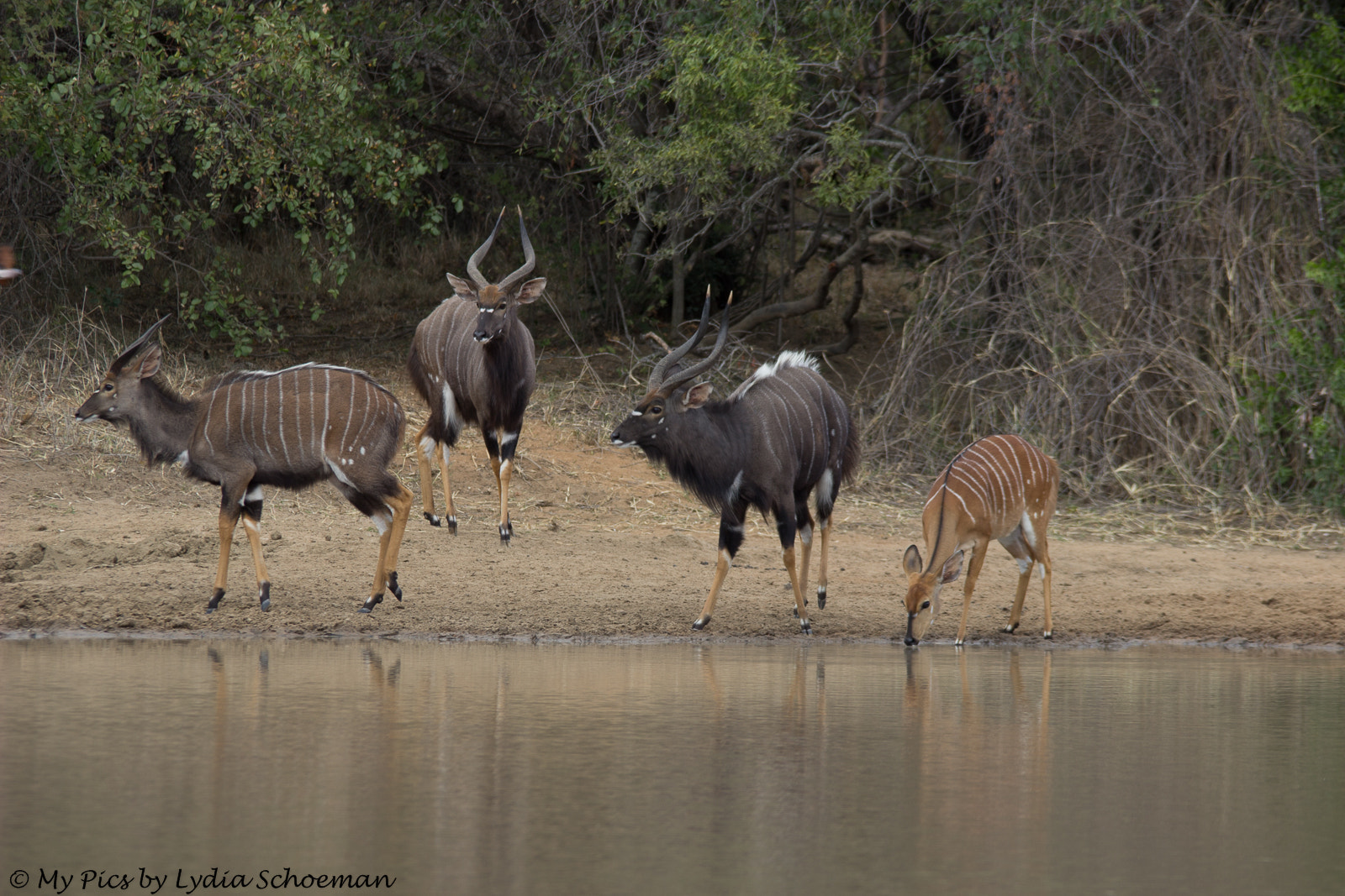 Sigma 150-500mm F5-6.3 DG OS HSM sample photo. Nyala photography