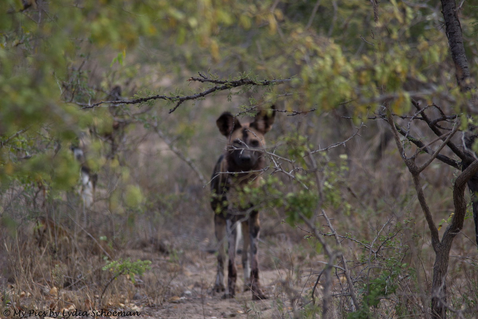 Sigma 150-500mm F5-6.3 DG OS HSM sample photo. Wildlife photography