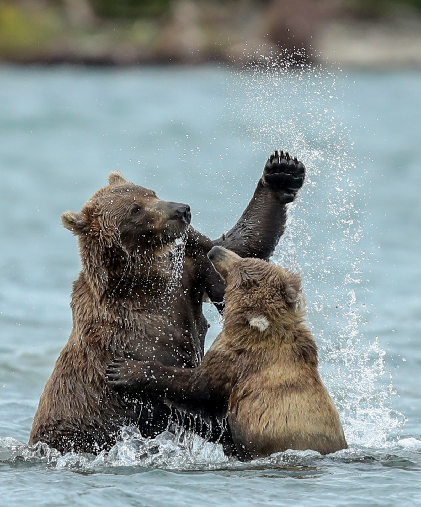 Canon EF 400mm F2.8L IS USM sample photo. Mother & cub, kamchatka russia. photography