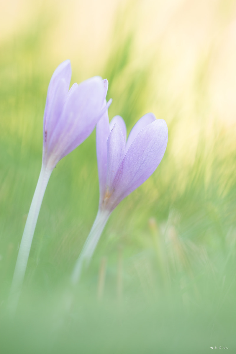 Nikon D5500 + Sigma 150mm F2.8 EX DG OS Macro HSM sample photo. Herbstzeitlose photography