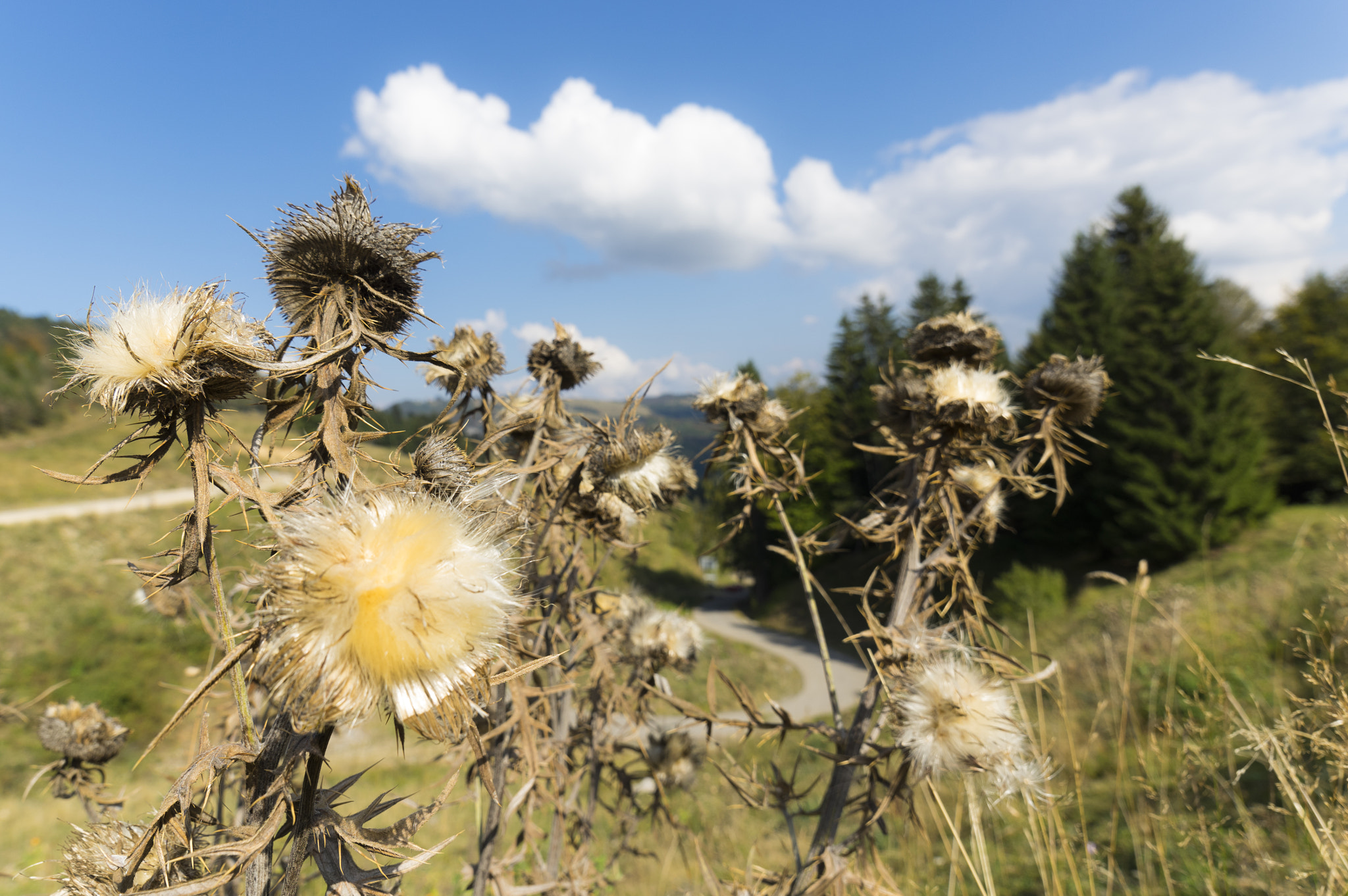 Pentax K-3 + A Series Lens sample photo. Les chardons du revard photography