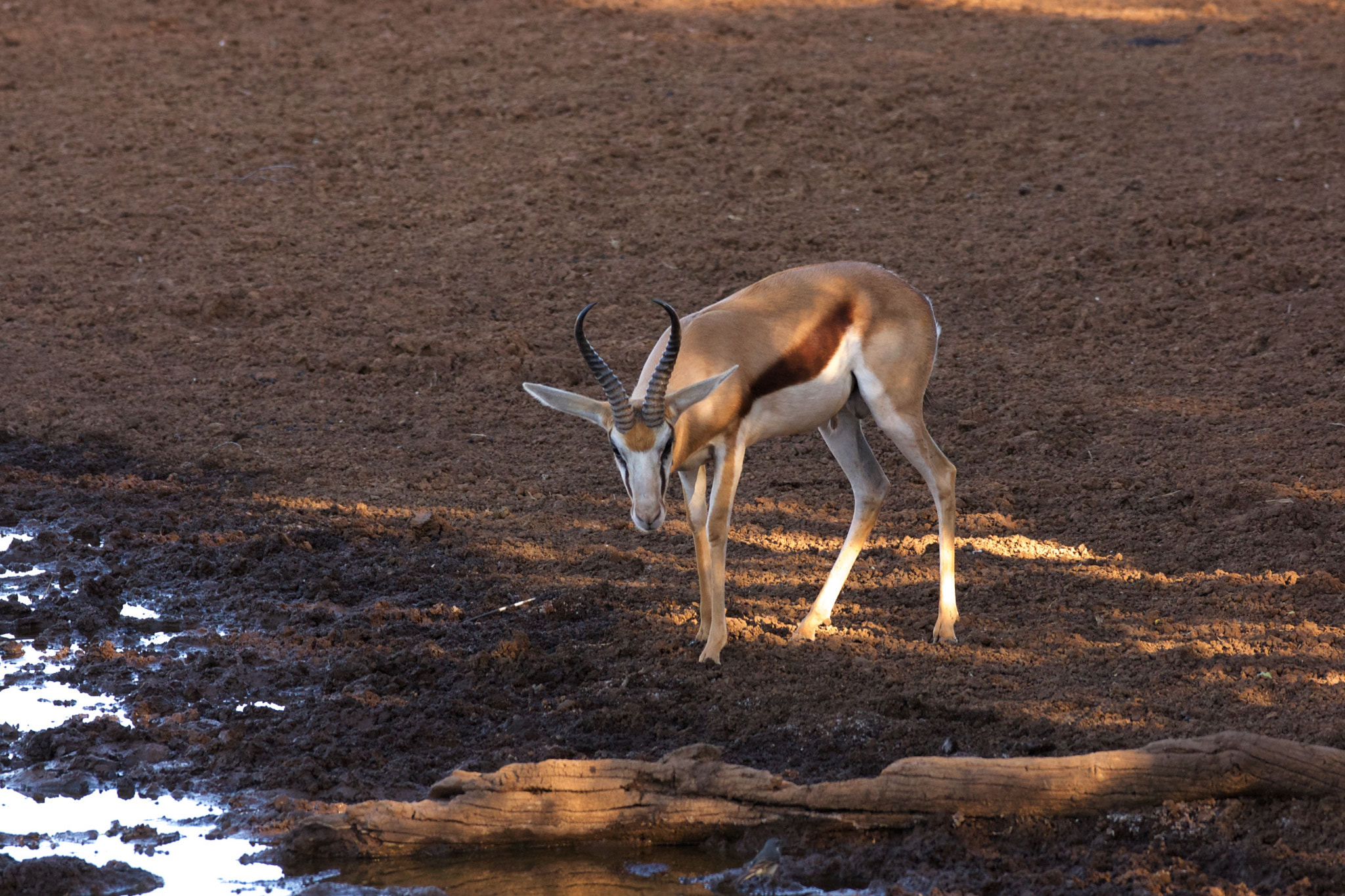 Sony Alpha DSLR-A700 + Sony 70-300mm F4.5-5.6 G SSM sample photo. Check the horns photography