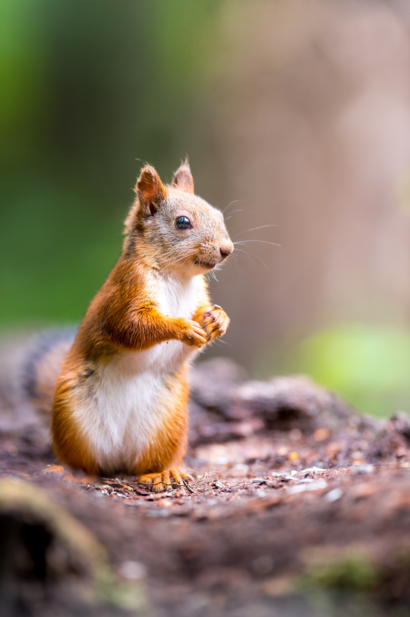 Nikon AF-S Nikkor 300mm F2.8G ED-IF VR sample photo. Squirrel photography