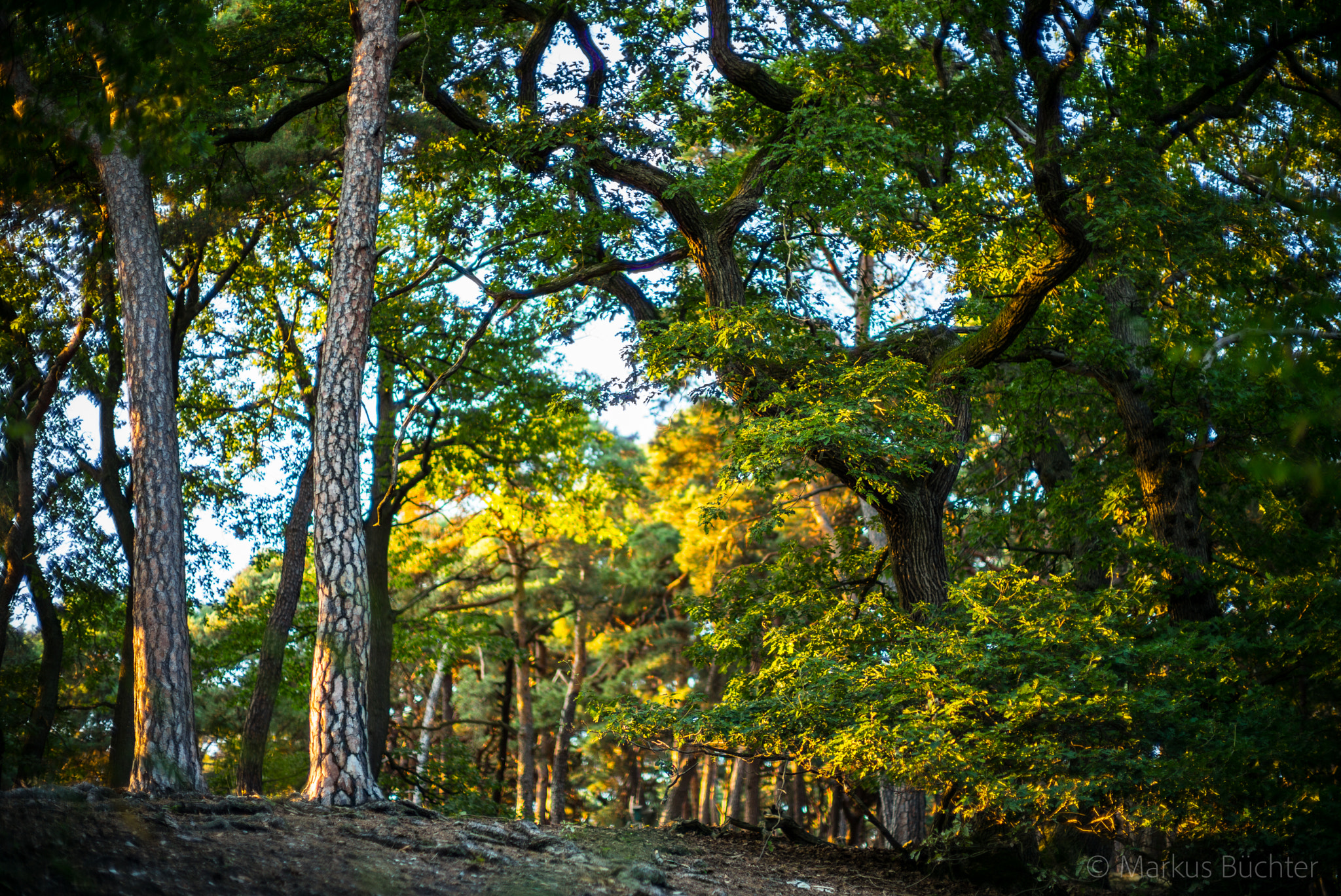 Leica Noctilux-M 50mm F0.95 ASPH sample photo. Sunday walk photography