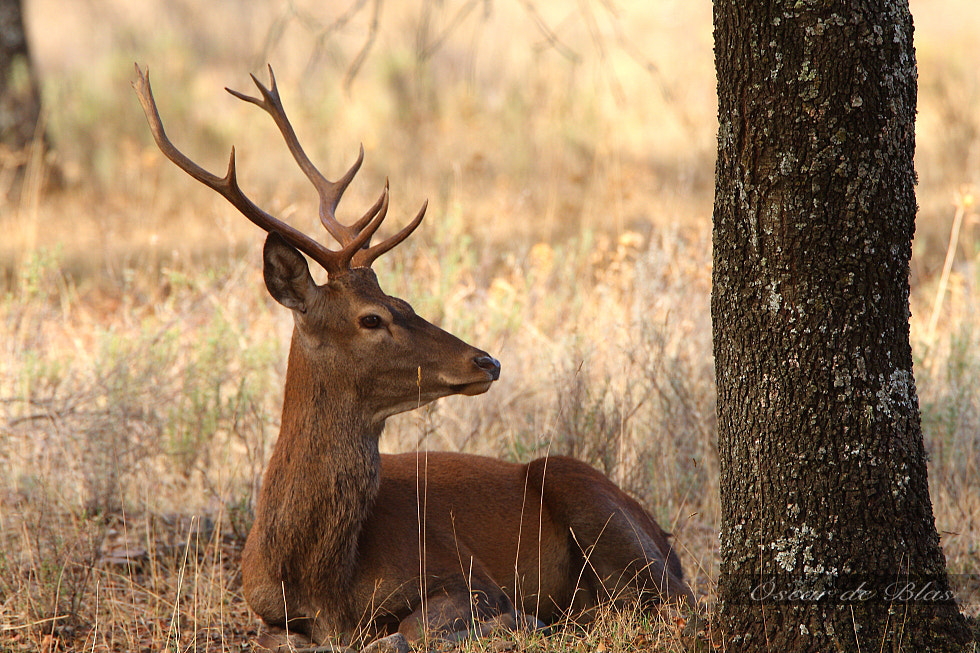 Canon EOS 40D sample photo. Young deer photography