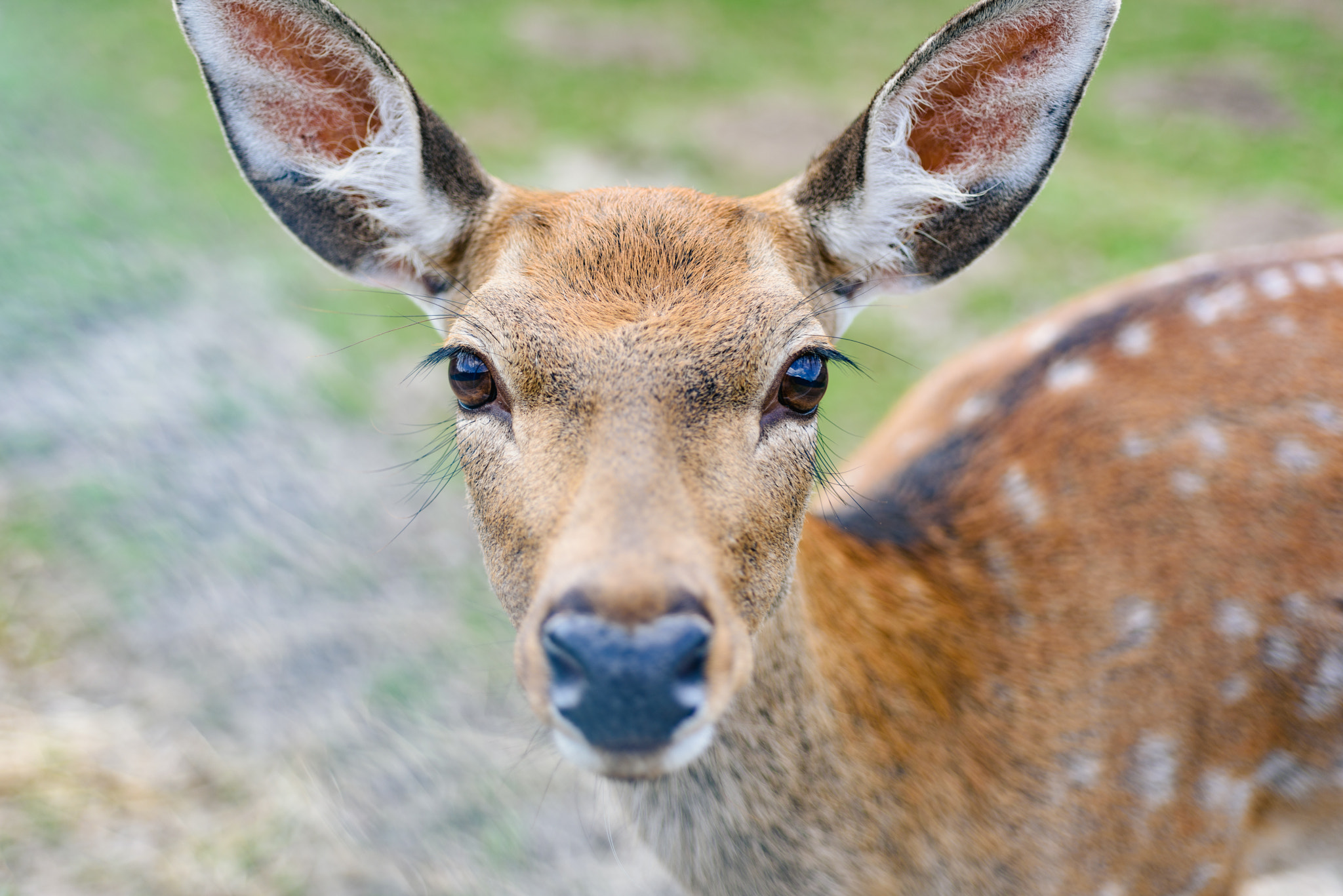 Nikon D810 + Nikon AF Micro-Nikkor 60mm F2.8D sample photo. This eyes won't lie photography