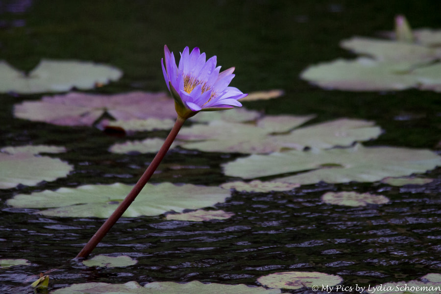 Sigma 150-500mm F5-6.3 DG OS HSM sample photo. Water lily photography