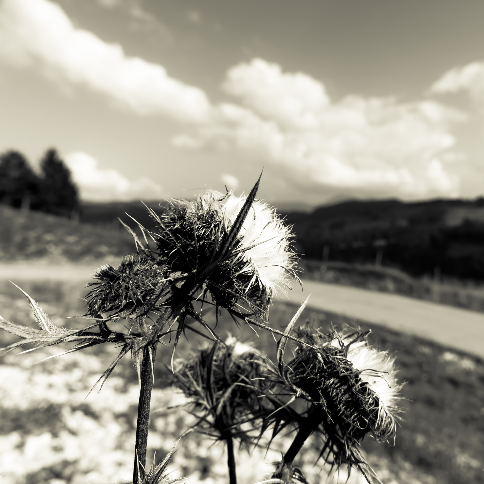 Pentax K-3 + A Series Lens sample photo. Les chardons du revard photography