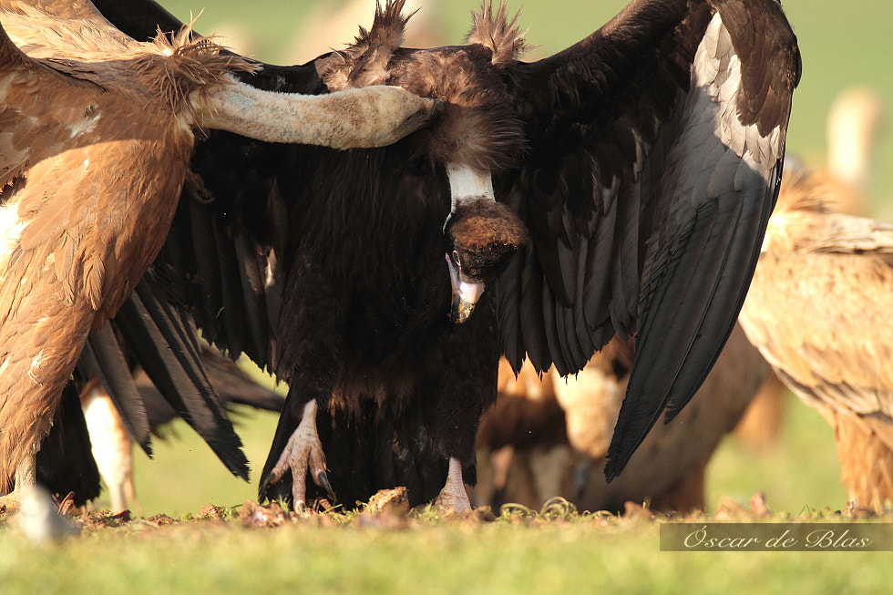 Canon EOS 7D + Canon EF 600mm f/4L IS sample photo. Fighting  photography