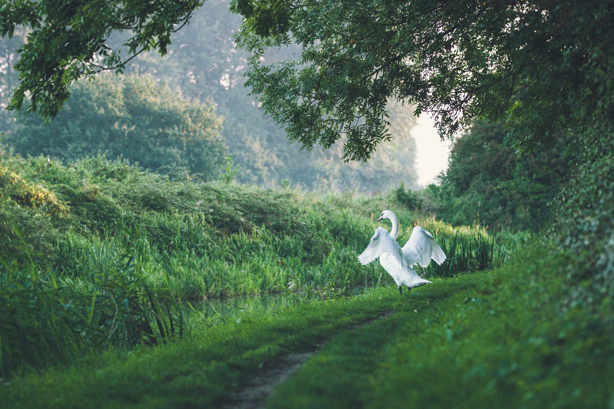 Canon EF 70-200mm F2.8L IS II USM sample photo. Morning stretch photography