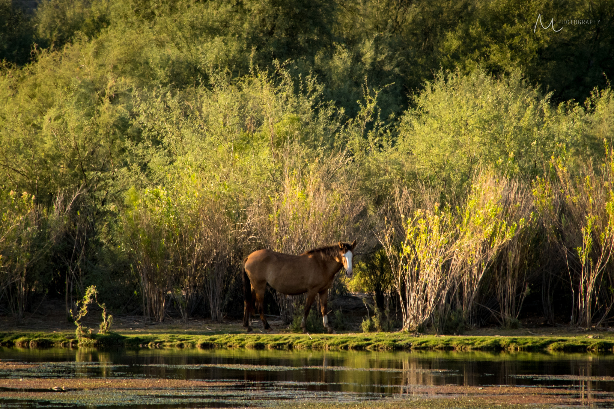 Sigma 28-300mm F3.5-6.3 DG Macro sample photo. Golden hour photography