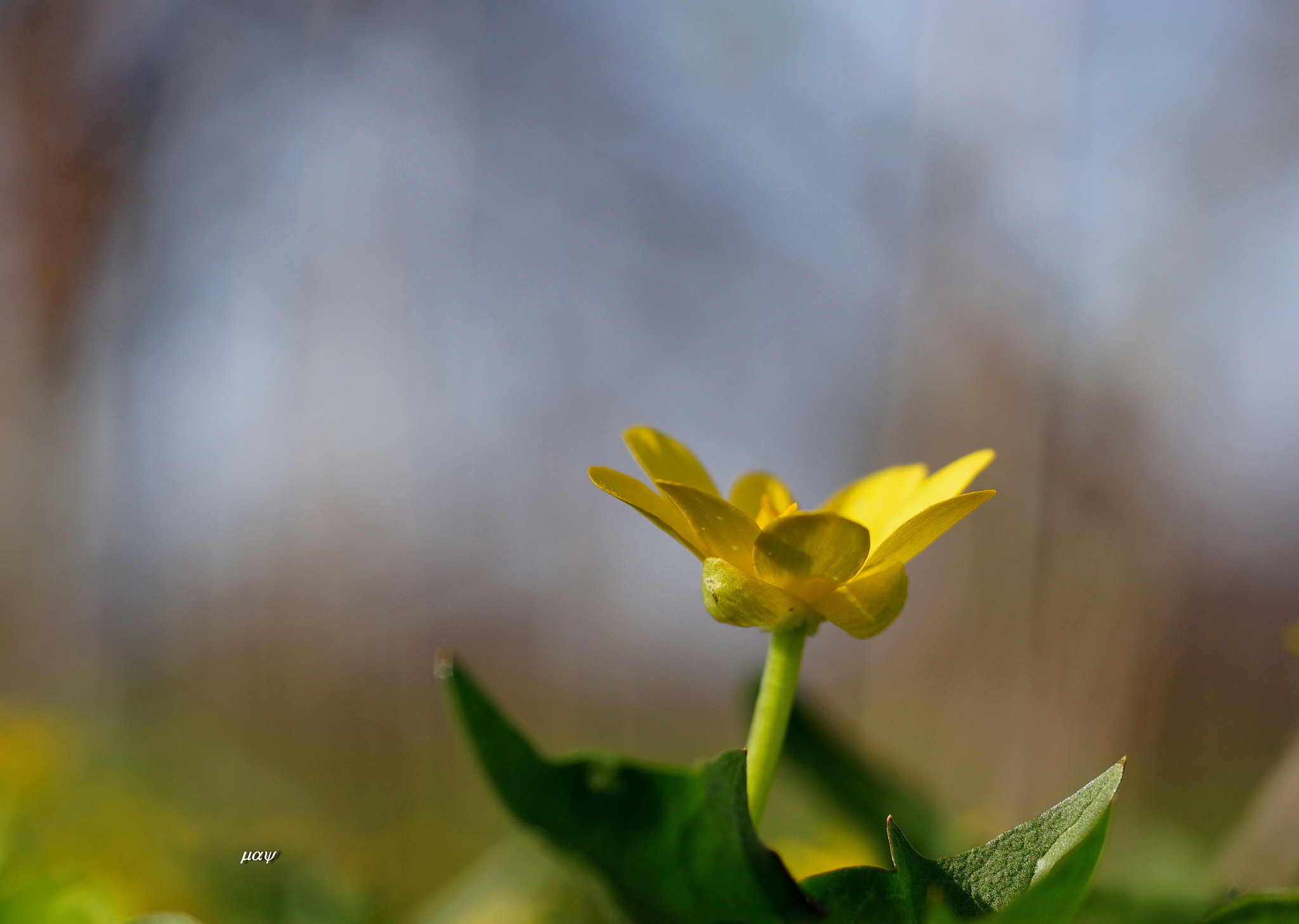 Sony SLT-A65 (SLT-A65V) + Minolta AF 50mm F1.7 sample photo. Spring flower photography