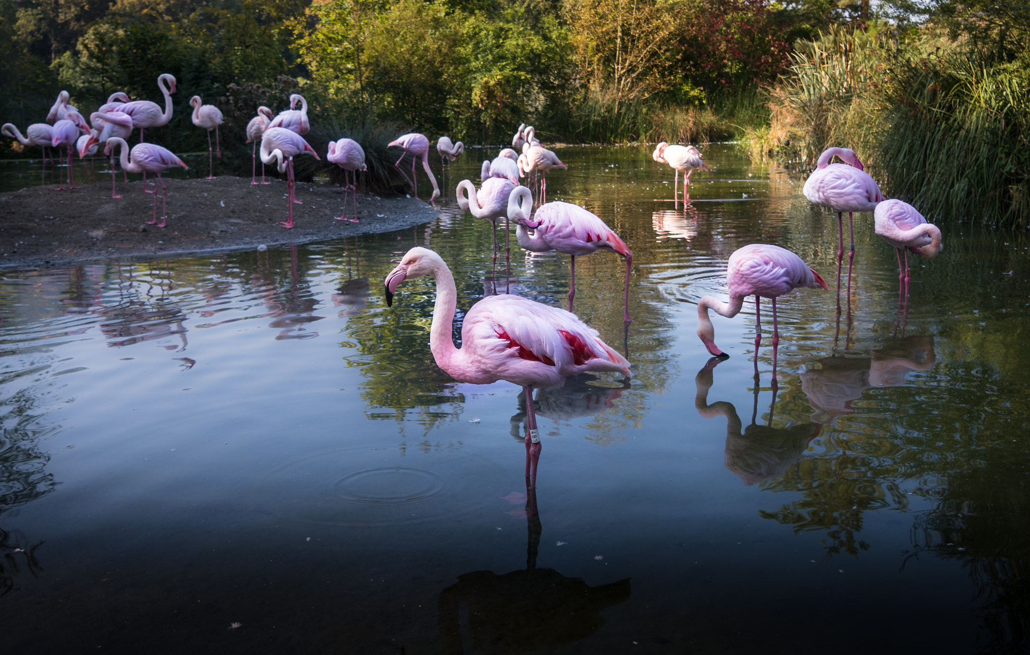 Sony a6300 + Sony Vario Tessar T* FE 24-70mm F4 ZA OSS sample photo. Flamengo photography