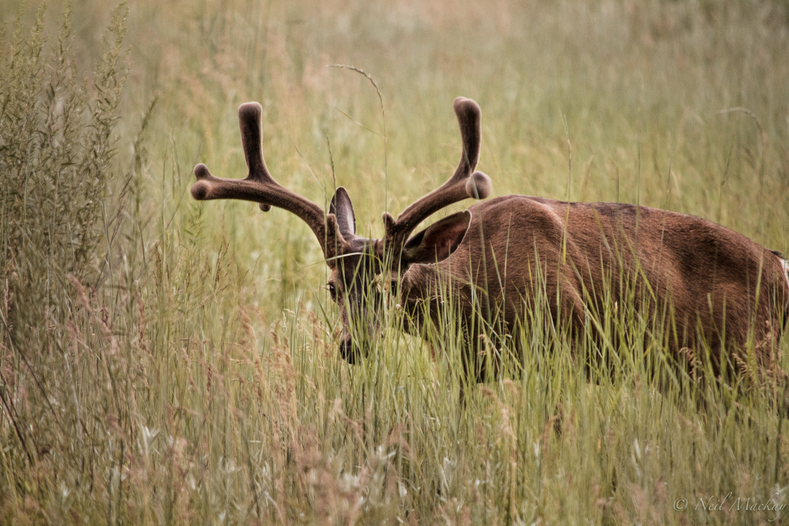 Nikon D500 sample photo. Peeking through the grass photography