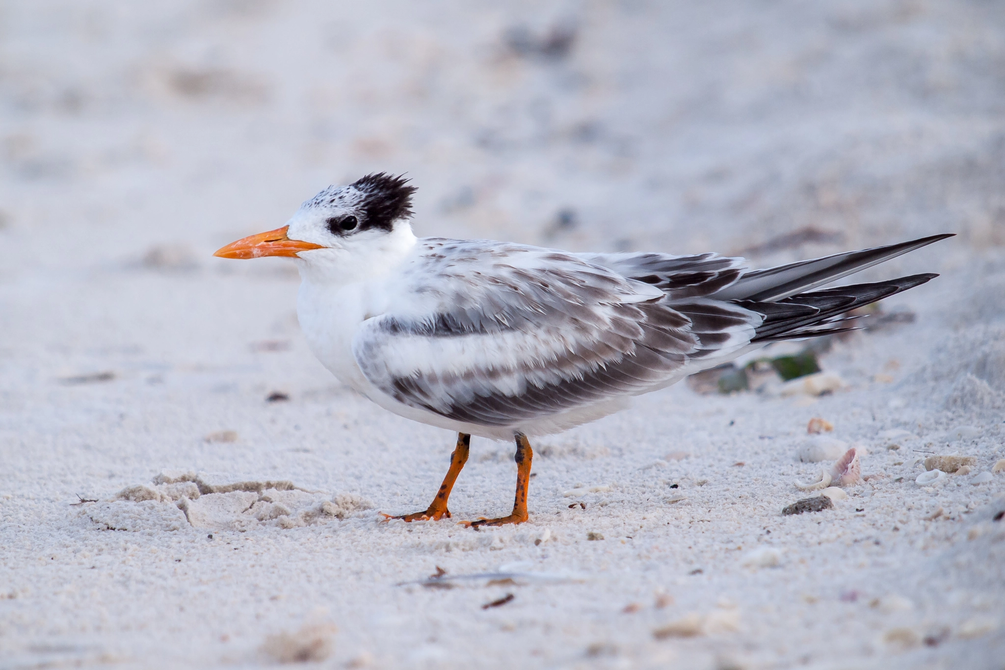 Olympus E-620 (EVOLT E-620) sample photo. Royal tern photography