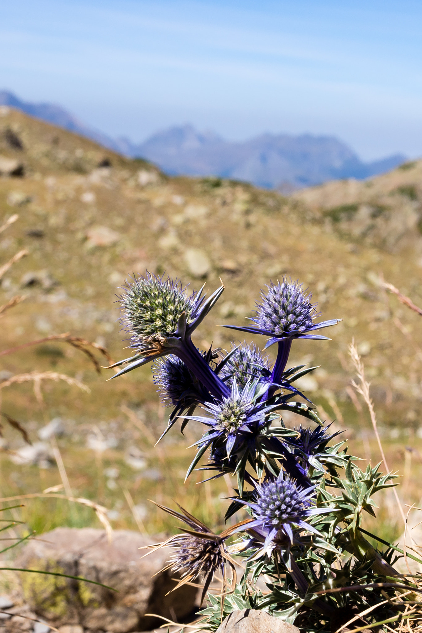 Olympus PEN E-PL5 sample photo. Flowers in the mountain photography