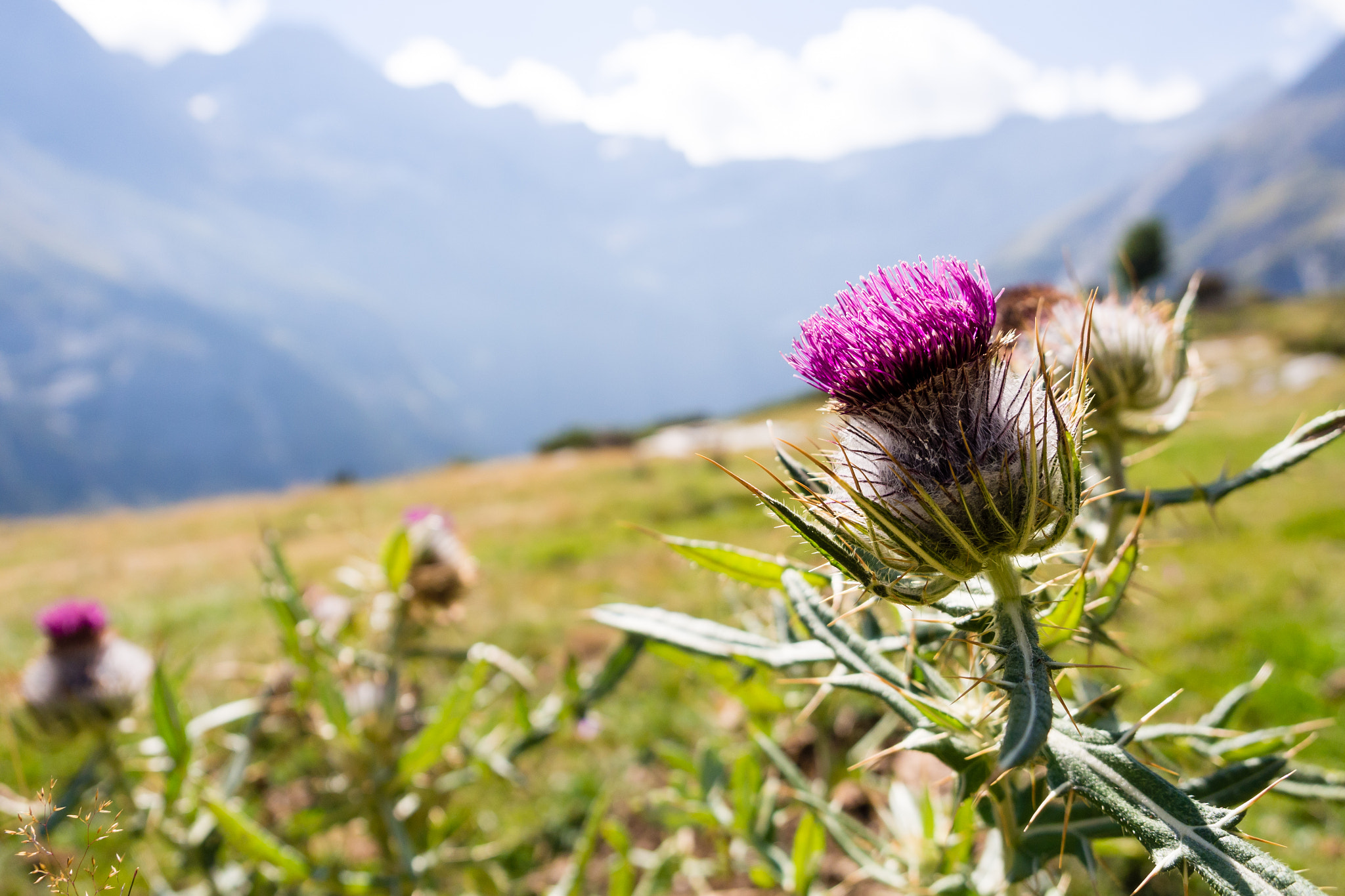 Olympus PEN E-PL5 sample photo. Flowers in the mountain photography