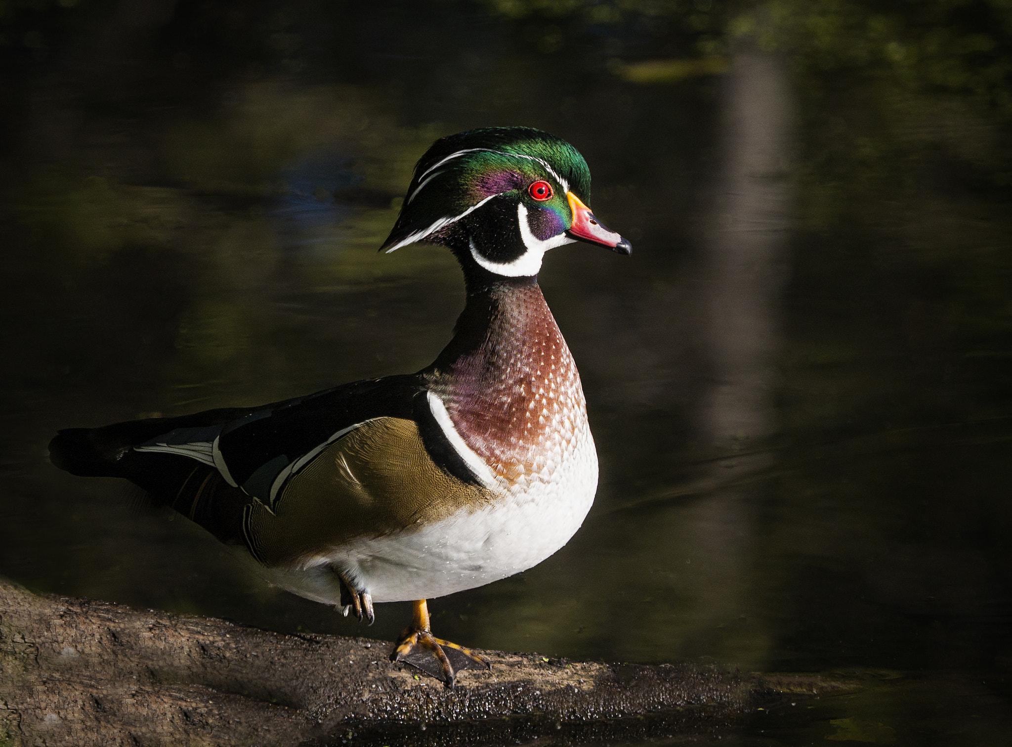 Olympus OM-D E-M10 II + Olympus M.Zuiko Digital ED 40-150mm F2.8 Pro sample photo. Wood duck at mud lake photography