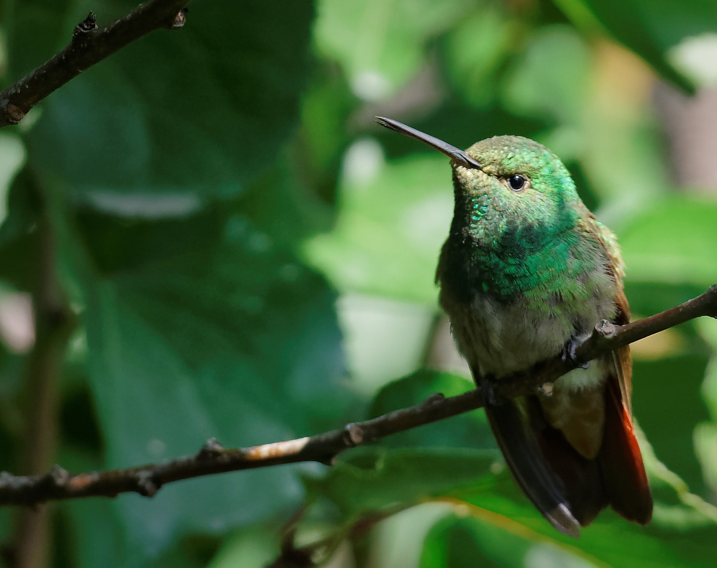 70-200mm F2.8-2.8 G sample photo. Looking at you photography