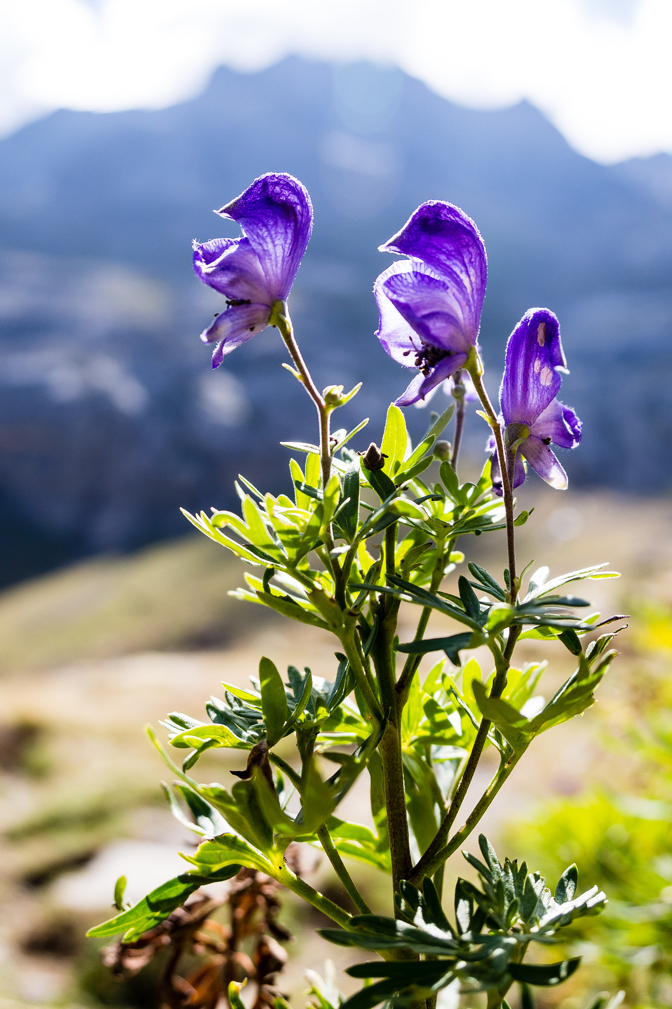 Olympus PEN E-PL5 sample photo. Flowers in the mountain photography