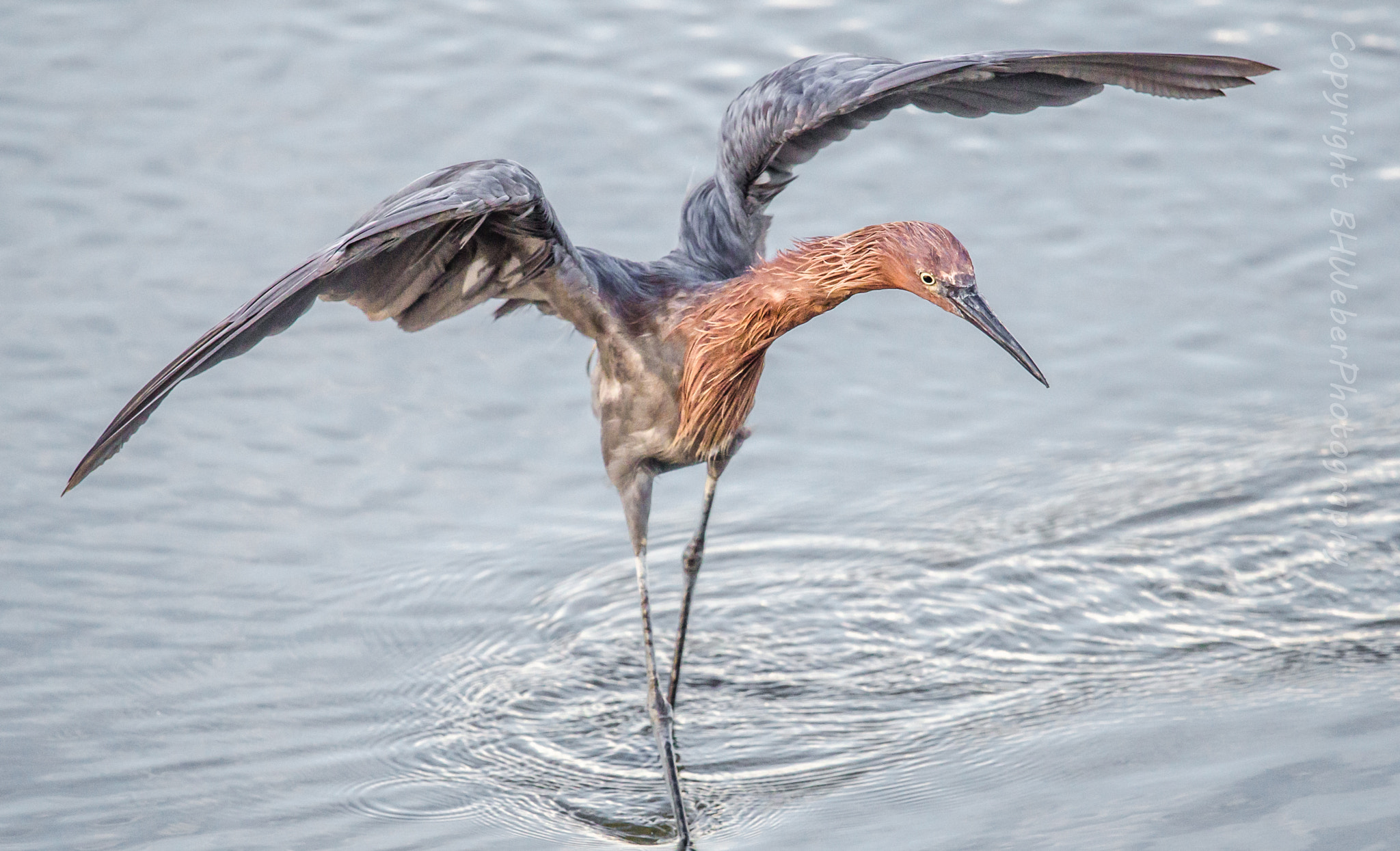 Nikon Nikkor AF-S 300mm F4E PF ED VR sample photo. Reddish egret ballet photography
